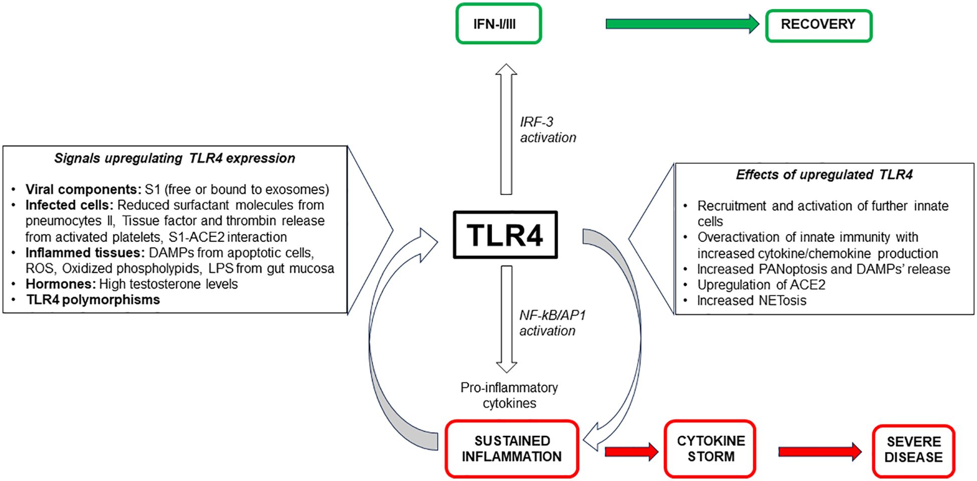 Flowchart illustrating the role of TLR4 in inflammation and disease progression. Signals upregulating TLR4 include viral components and hormonal factors. TLR4 activation leads to effects like increased cytokine production, NETosis, and ACE2 upregulation. This results in sustained inflammation and can escalate to a cytokine storm and severe disease. IRF-3 activation links to recovery through IFN-I/III.