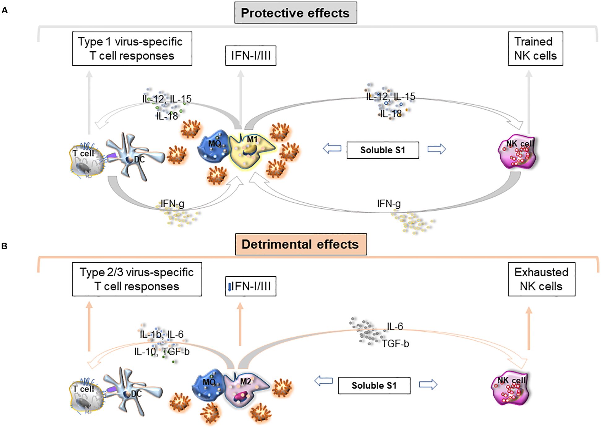 Diagram illustrating immune responses with protective and detrimental effects. Panel A shows protective effects involving Type 1 virus-specific T cell responses, M0 and M1 macrophages, and trained NK cells with interleukins IL-12, IL-15, IL-18, and IFN-gamma. Soluble S1 is also involved. Panel B depicts detrimental effects with Type 2/3 virus-specific T cell responses, M0 and M2 macrophages, and exhausted NK cells, featuring interleukins IL-1b, IL-6, IL-10, TGF-beta, and IFN-I/III. Arrows indicate interactions and pathways.