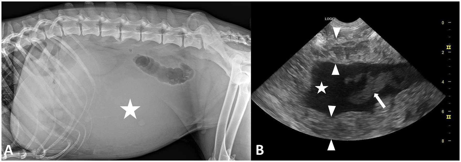 X-ray and ultrasound images of a dog's abdomen. Panel A shows a lateral X-ray with a white star marking a region near the stomach. Panel B is an ultrasound with arrowheads and a star indicating specific abdominal structures, and an arrow pointing to a distinct area.