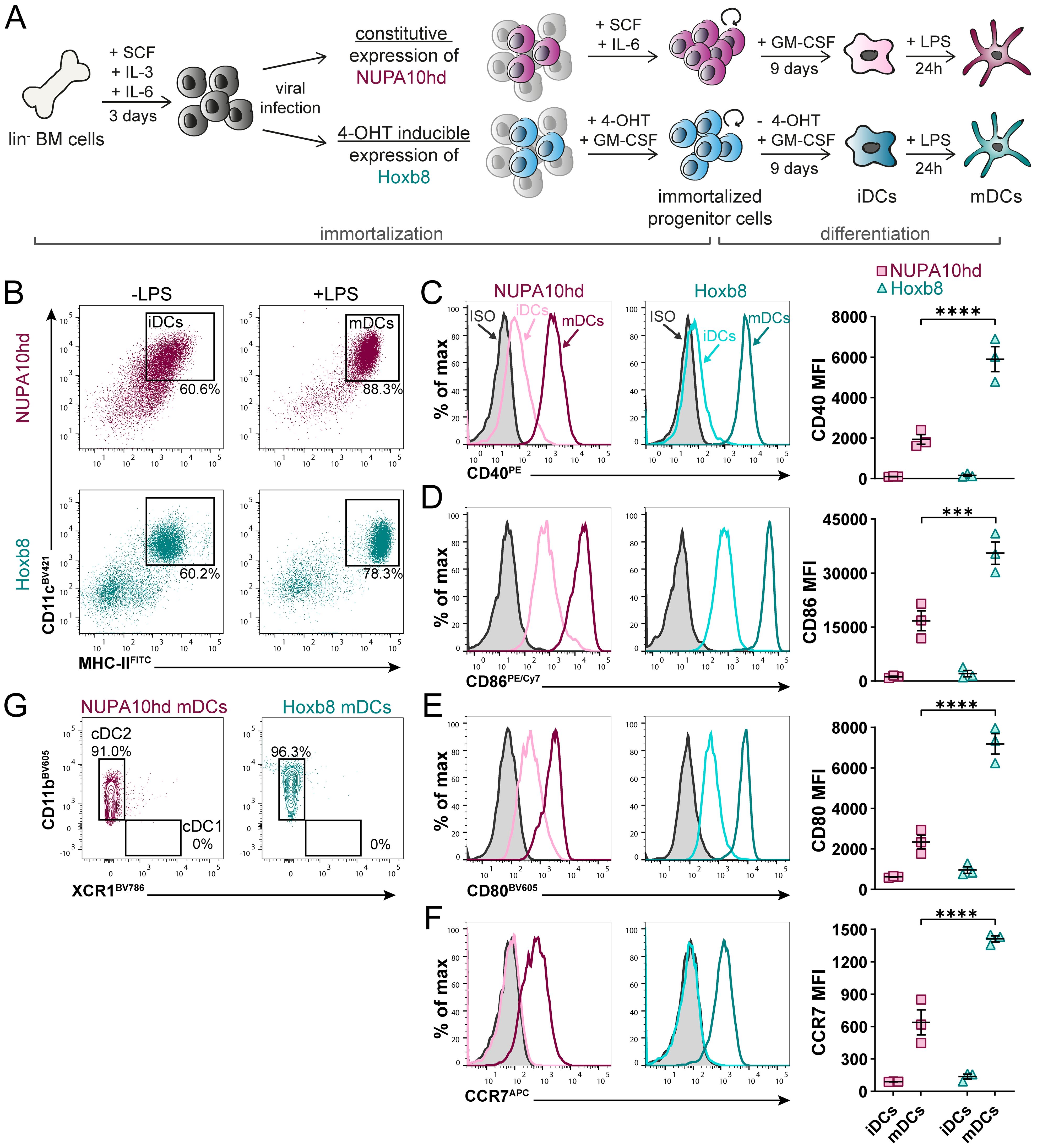 Diagram depicting experimental processes and results related to immune cell differentiation. Panel A illustrates the differentiation of bone marrow cells with constitutive NUPA10hd and inducible Hoxb8 expressions, using various cytokines and viral infection for progenitor cell immortalization and differentiation. Panels B-F show flow cytometry data indicating expression patterns of surface markers like CD40, CD86, CD80, and CCR7 after LPS stimulation. Comparative graphs are present to show median fluorescence intensity (MFI) among NUPA10hd and Hoxb8 mDCs. Panel G displays flow cytometry data for cDC1 and cDC2 subset differentiation in NUPA10hd and Hoxb8 mDCs.