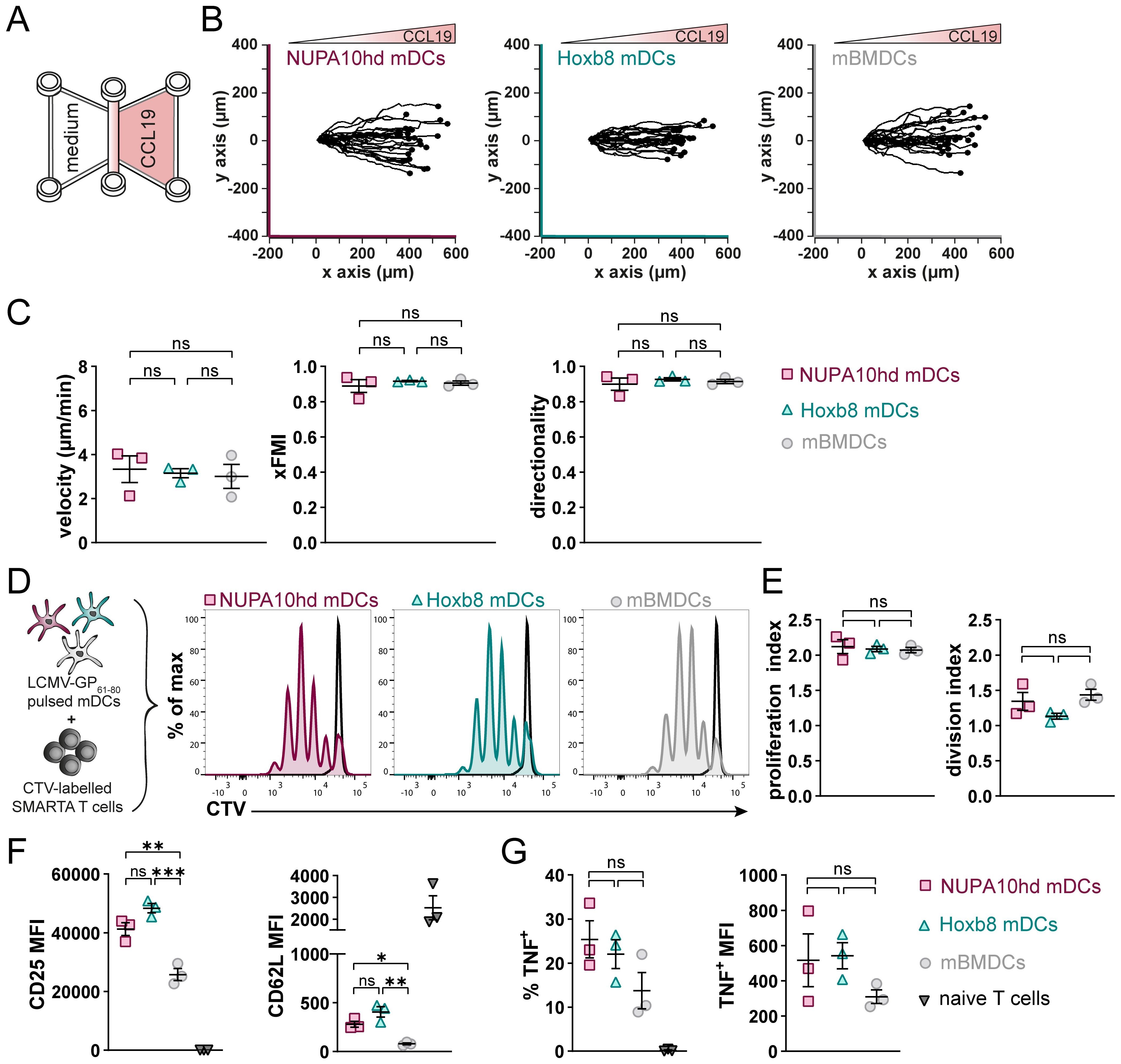 Diagram illustrating DC migration and T-cell activation data. Panel A shows a schematic of cell migration setup. Panel B displays migration tracks of mDCs, with x and y axes in micrometers. Panel C presents graphs of velocity, xFMI, and directionality, showing no significant differences. Panel D features flow cytometry histograms of CTV-labeled T cells after stimulation with different mDCs. Panel E shows graphs of proliferation and division index, with no significant differences. Panel F displays MFI of CD25 and CD62L, with some significant differences noted. Panel G presents graphs of TNF positive cells and MFI, indicating no significant differences.