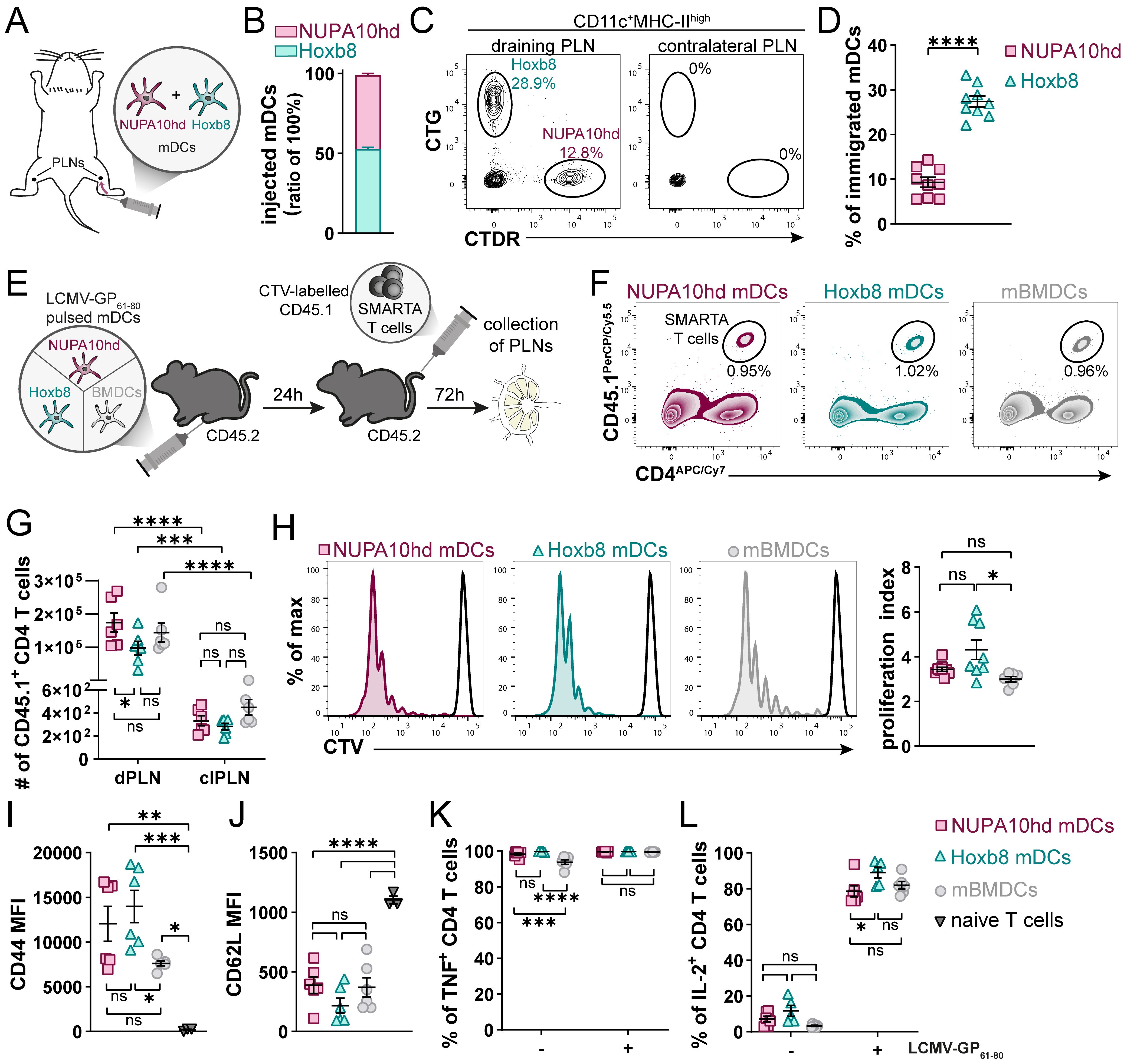 A complex scientific diagram illustrating DC migration and T-cell activation in vivo. Panel A shows a schematic of lymph nodes with two types of DCs. Panel B is a bar graph showing the ratio of injected NUPA10hd and Hoxb8 mDCs. Panel C displays flow cytometry plots of cell staining in lymph nodes. Panel D is a scatter plot of immigrated DCs. Panel E shows a schematic of an experimental setup for the in vivo T-cell proliferation assay. Panel F is flow cytometry plots for T cells activated by different DCs. Panels G-L show various graphs, scatter plots, histograms, and flow cytometry plots related to T cell proliferation and activation. Statistical significance is indicated by asterisks.