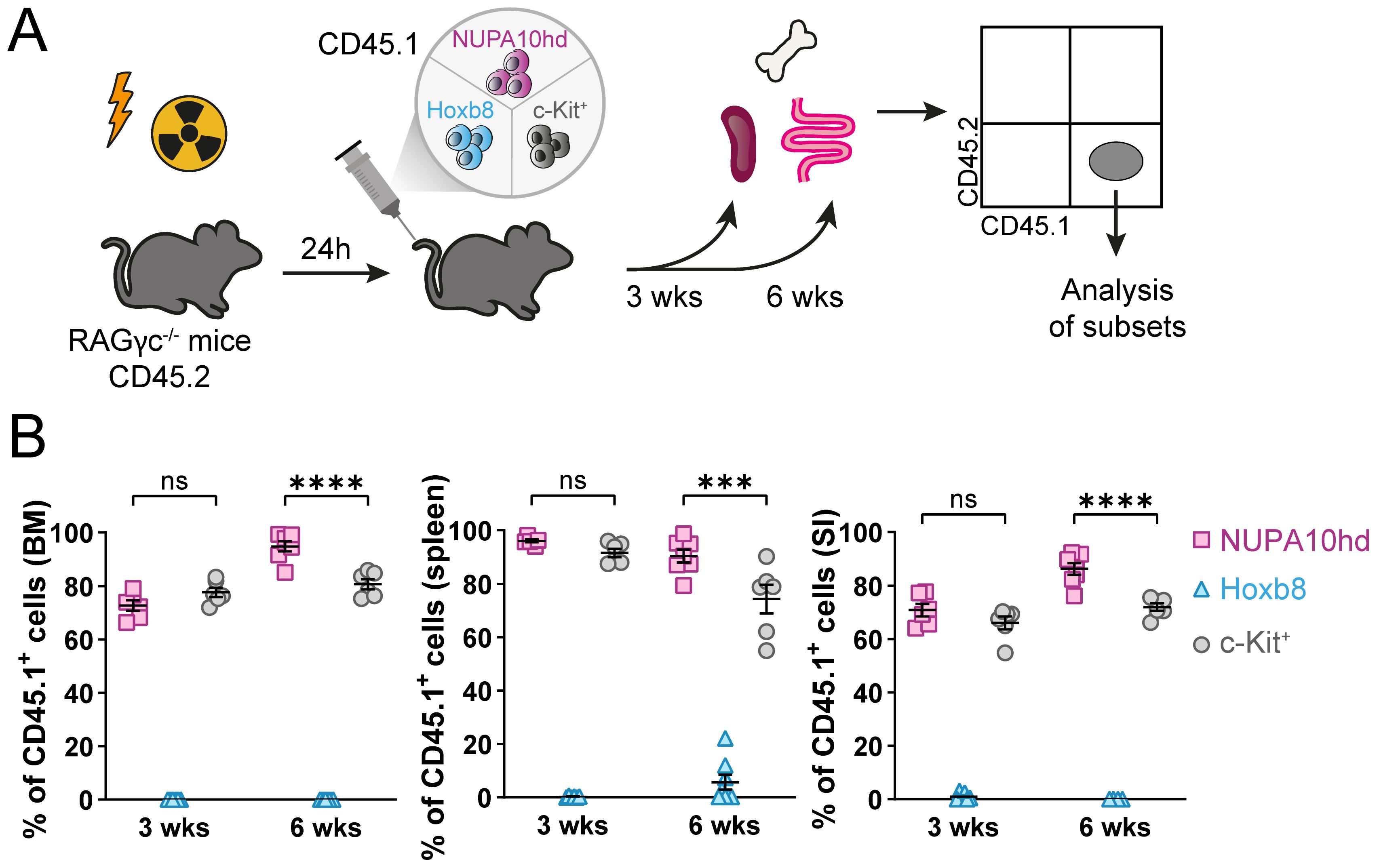 Illustration A depicts an experiment involving RAGÎłc-/- CD45.2 mice irradiated and injected with CD45.1 cells (NUPA10hd, Hoxb8, c-Kit+). Analysis occurs at 3 and 6 weeks. Panel B shows graphs of the CD45.1+ cell percentage in bone marrow, spleen, and small intestine, comparing NUPA10hd, Hoxb8, and c-Kit+ mice at 3 and 6 weeks. NUPA10hd shows a significant increase over time, while Hoxb8 remains low. Statistical significance is marked with asterisks.