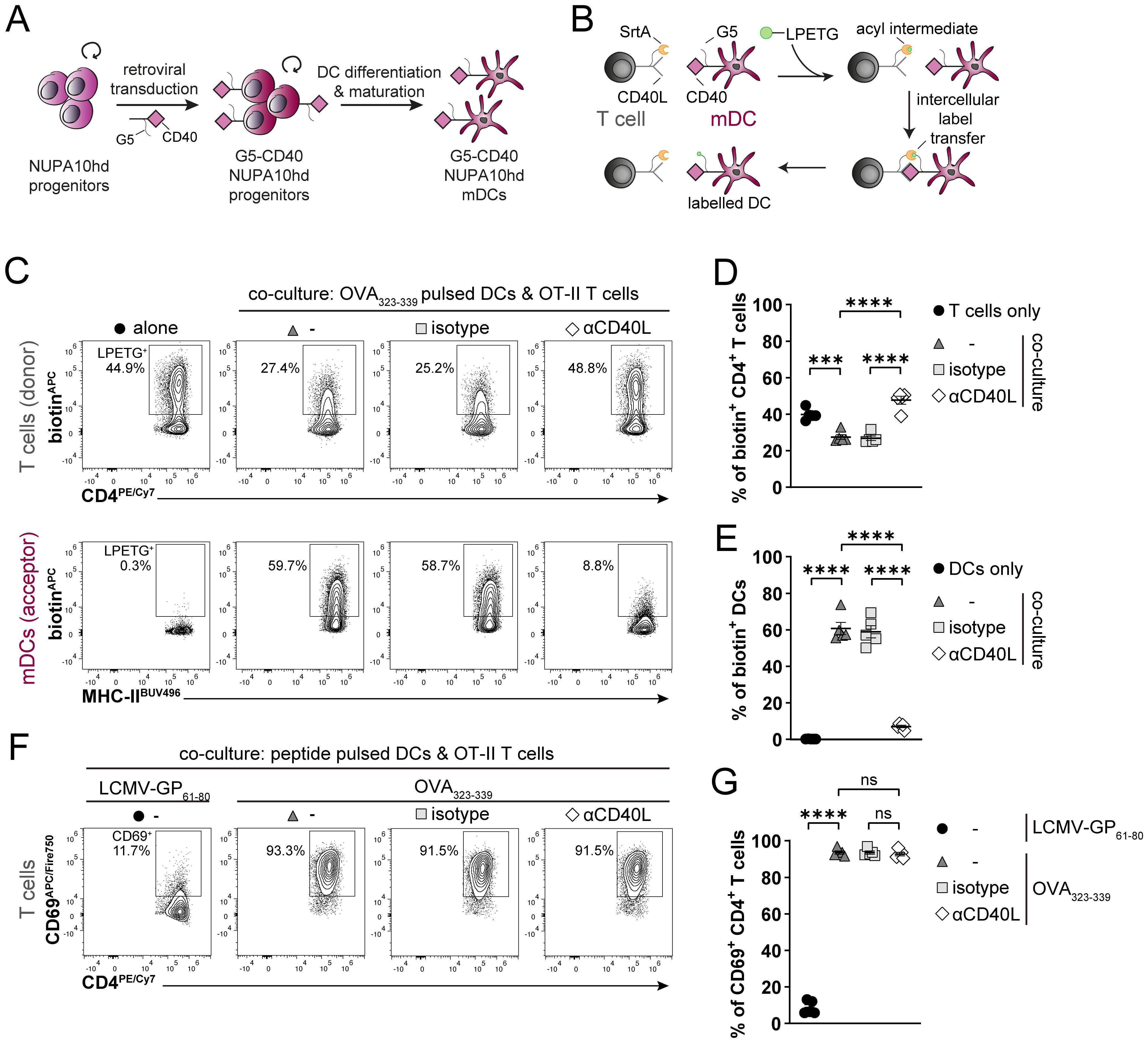 Diagram illustrating the generation of genetically engineered NUPA10hd mDCs to monitor Ag-specific T cell/DC-interactions using the LIPSTIC approach. Diagrams A and B depict processes for the generation of G5-CD40 mDCs from NUPA10hd progenitors and the LIPSTIC approach. C shows dot plots of T and peptipe-pulsed mDCs in co-culture with various conditions: isotype, αCD40L. The percentages are indicated in each plot. D, E, and G are graphs comparing percentages of biotin-positive T cells, DCs, and CD69-positive CD4+ T cells, respectively, under different conditions. F includes dot plots for CD69-positive CD4+ T cells. Statistical significance is indicated by asterisks.