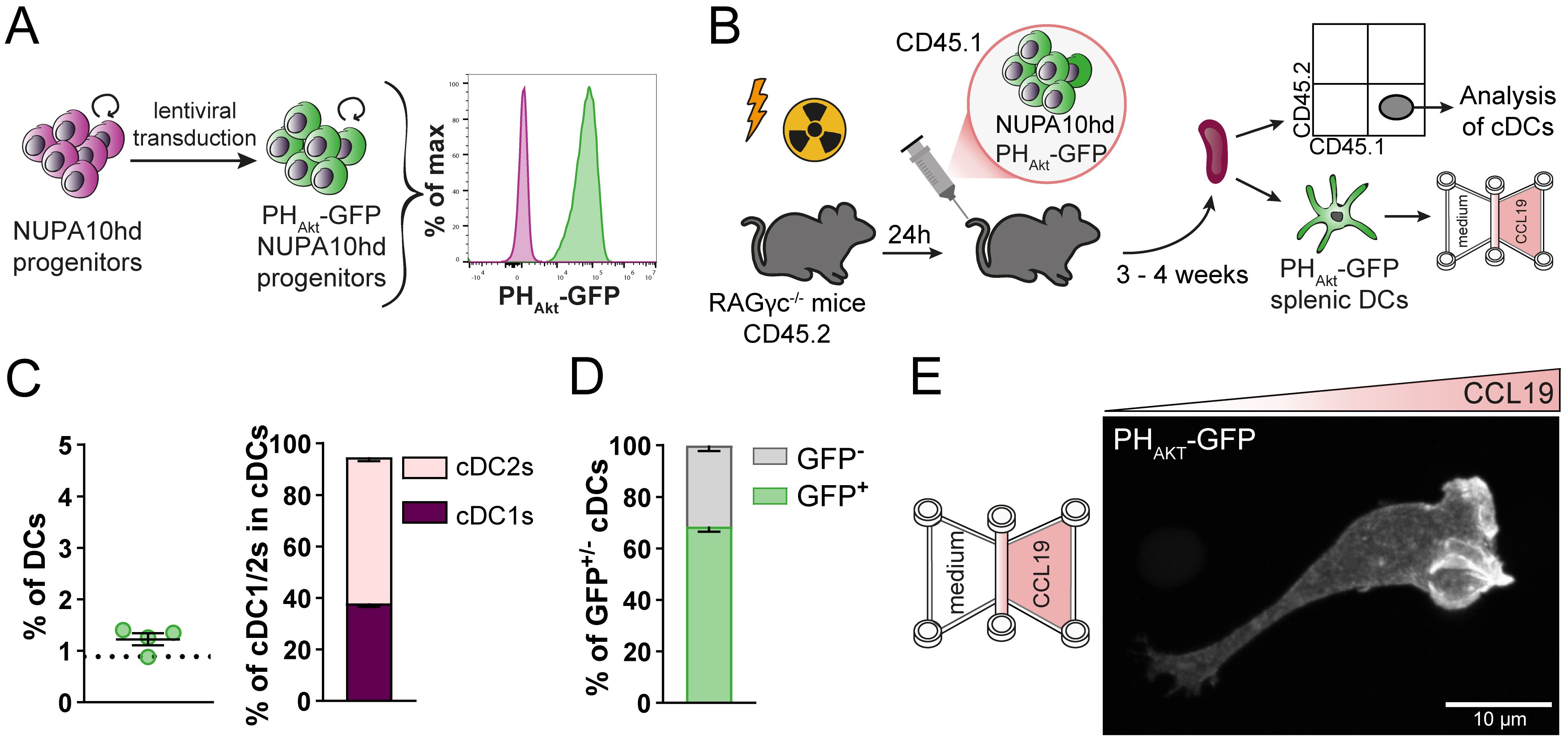 Diagram detailing a scientific experiment involving DCs labeled with PHAkt-GFP. Panel A shows lentiviral transduction of NUPA10hd progenitors, resulting in GFP expression. Panel B displays experimental setup using mice for cell grafting and analysis after 3-4 weeks. Panel C presents graphs indicating percentages of DC types (cDC1/cDC2) and GFP expression. Panel D highlights GFP-positive and GFP-negative cDCs. Panel E illustrates a microscopy image of PHAkt-GFP in a cell, with a gradient of CCL19. Scale bar is 10 micrometers.