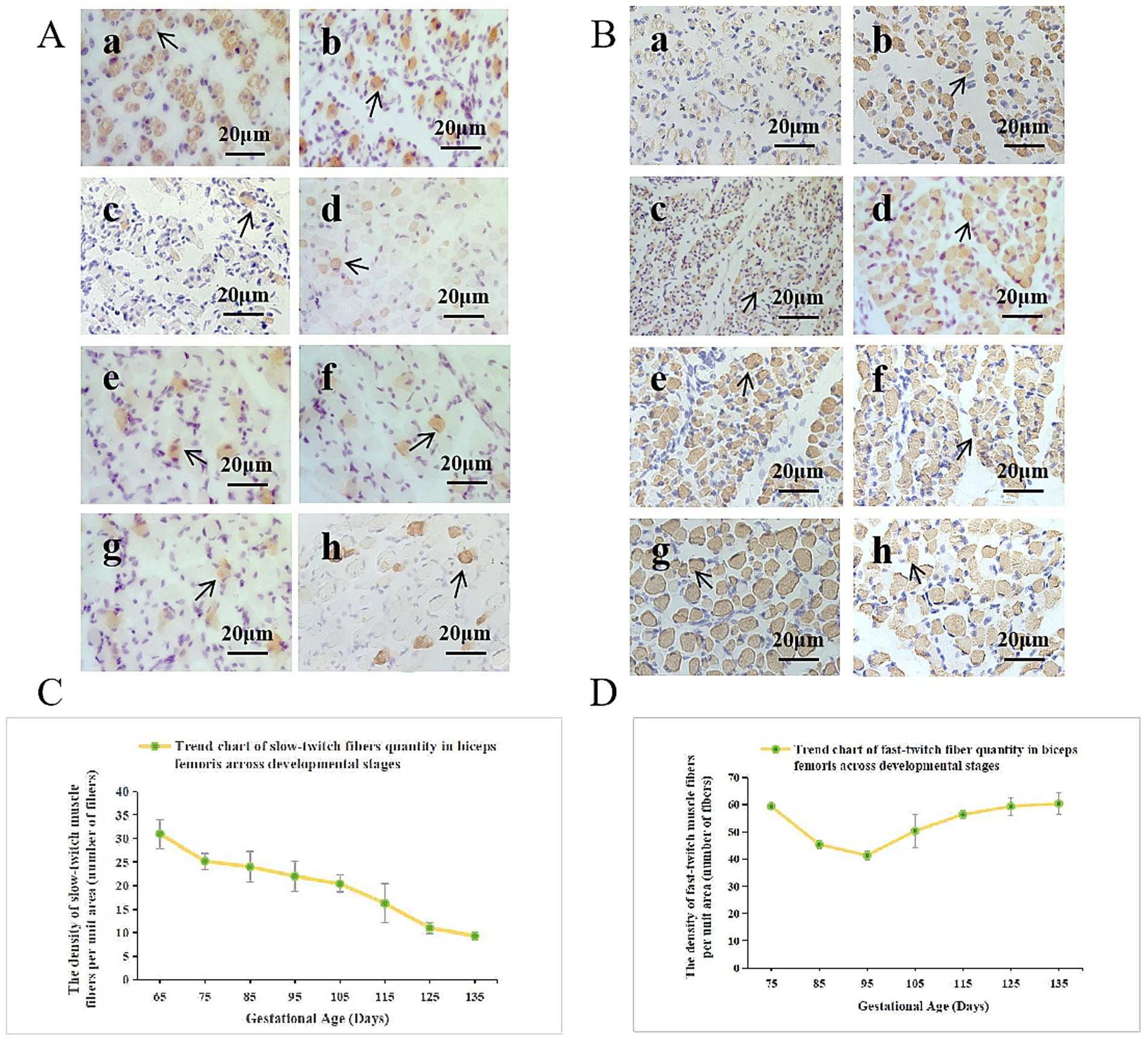 Panel A and B show histological images labeled a to h, displaying tissue samples at 20 micrometer scale with arrows pointing to specific features. Panel C features a line graph titled