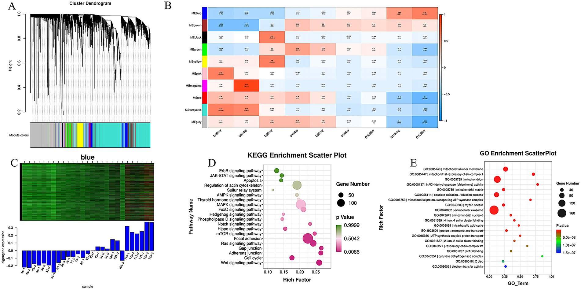 Cluster dendrogram, correlation heatmap, and enrichment scatter plots are displayed. Panel A shows a dendrogram with module colors. Panel B presents a heatmap with expression correlations across different conditions. Panel C illustrates gene expression levels in green bars. Panel D is a KEGG enrichment scatter plot with pathway names and rich factors, indicating gene numbers and p-values. Panel E is a GO enrichment scatter plot, showing GO terms, rich factors, gene numbers, and p-values.