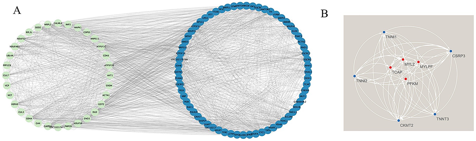 Graph A depicts two interconnected circular clusters of labeled nodes, one green and one blue, with numerous intersecting lines denoting connections. Graph B features a network of red and blue nodes interconnected by curved white lines.