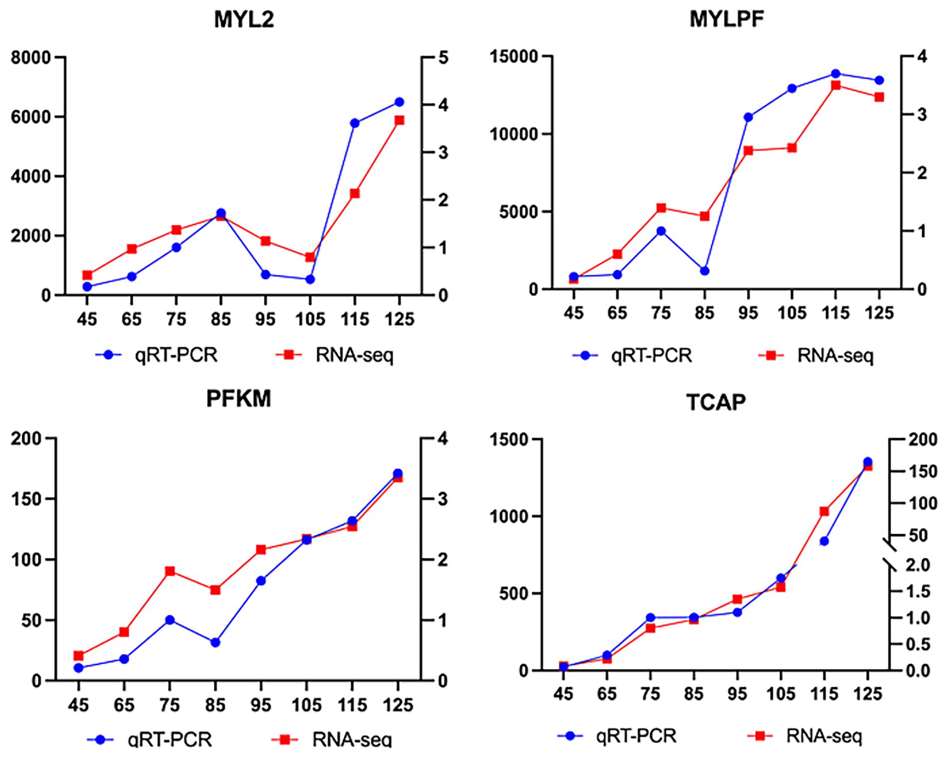 Four line graphs compare qRT-PCR and RNA-seq data for MYL2, MYLPF, PFKM, and TCAP. Each graph shows gene expression levels on the y-axis for different time points on the x-axis. qRT-PCR results are represented by blue lines with circular markers, while RNA-seq results are depicted by red lines with square markers, showing similar trends in expression patterns for each gene.