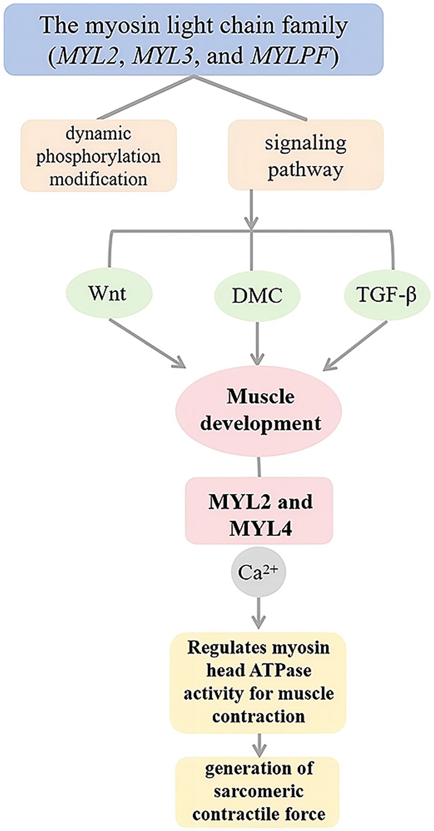 Flowchart illustrating the role of the myosin light chain family in muscle development. It details the dynamic phosphorylation modification and signaling pathways involving Wnt, DMC, and TGF-β. Muscle development leads to MYL2 and MYL4, which regulate calcium-dependent ATPase activity for muscle contraction, resulting in the generation of sarcomeric contractile force.