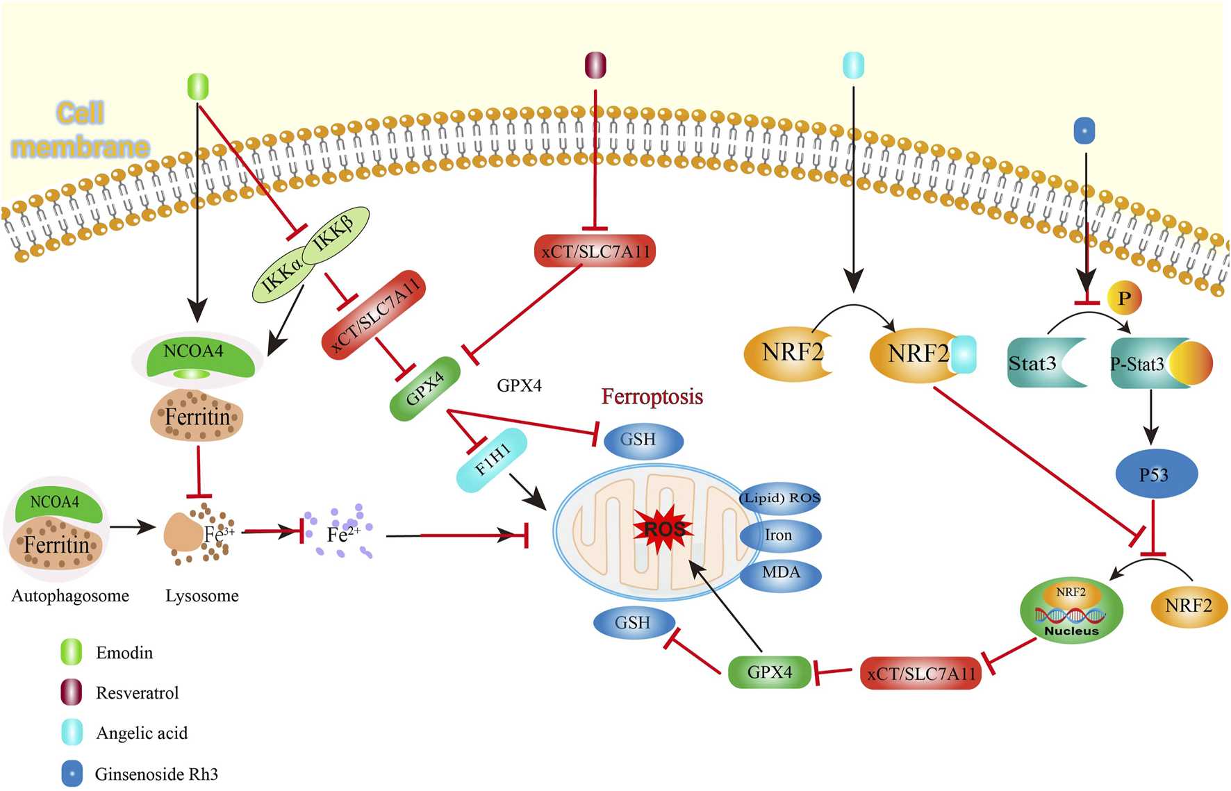 Diagram illustrating the cellular pathways involved in ferroptosis, showing interactions between proteins and molecules such as NCOA4, NRF2, GPX4, and xCT/SLC7A11. Key processes include ferritin degradation, reactive oxygen species generation, and regulation by substances like Emodin and Resveratrol. The pathway indicates how these elements lead to ferroptosis, highlighting roles of autophagosome, lysosome, and mitochondria components. Arrows and inhibitions indicate the flow and regulation of biochemical interactions across the cell membrane and within cytoplasmic structures.