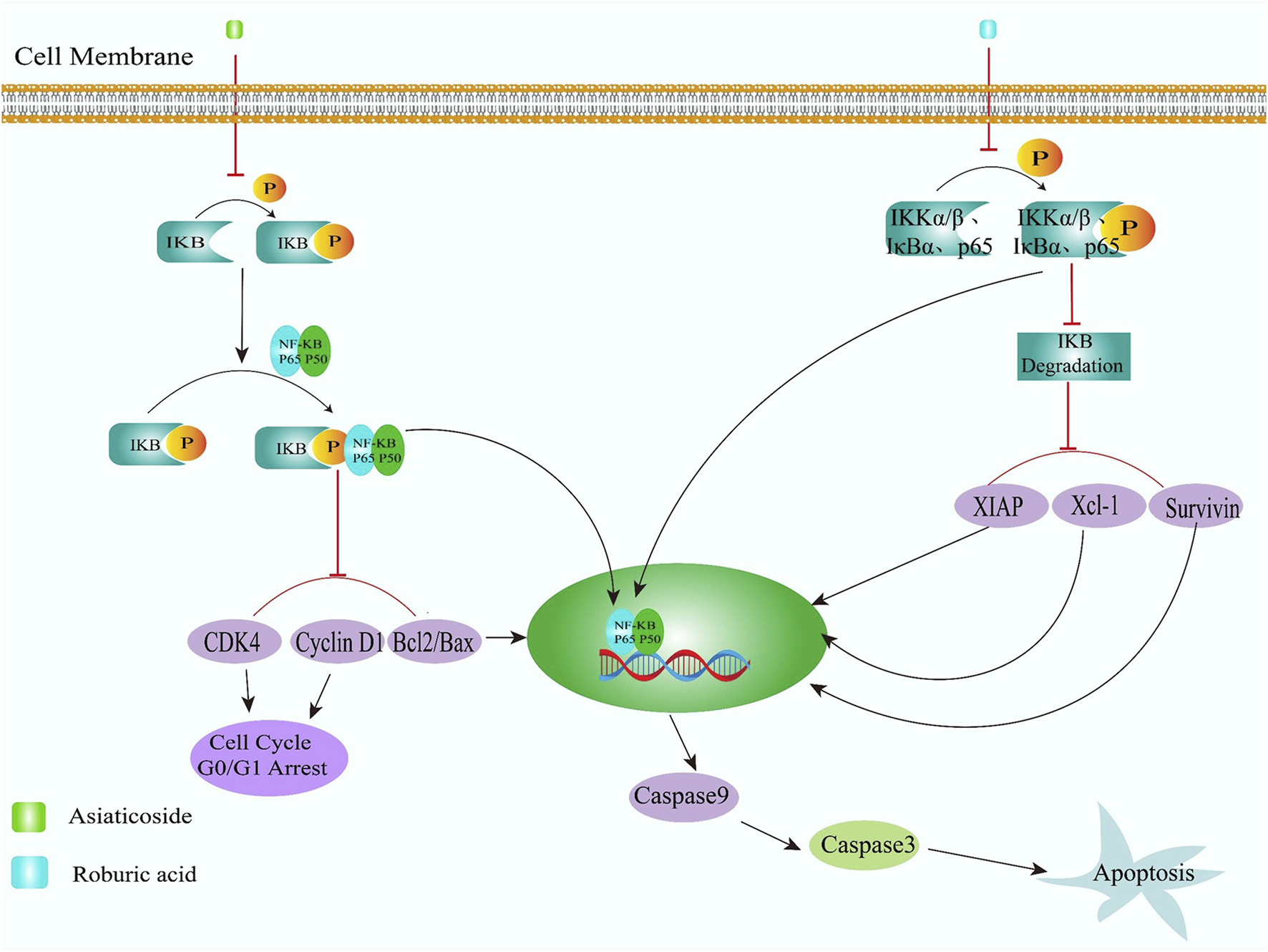 Diagram of cell signaling pathways involving Asiatocoside and Roburic acid. Asiatocoside affects CDK4 and Cyclin D1, leading to cell cycle arrest. Roburic acid affects IKB degradation, influencing XIAP, Xcl-1, and Survivin. Both pathways involve NF-KB, leading to caspase activation and apoptosis.