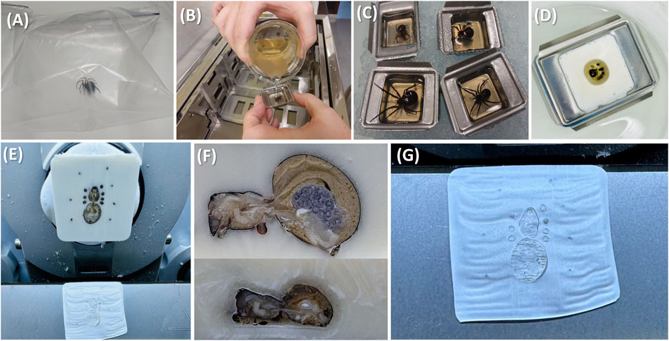 (A) Spider in a transparent bag. (B) Hands holding a container with beige liquid. (C) Spiders submerged in liquid in small trays. (D) Tray with a sample embedded in white substance. (E) Sub-sectioned sample on a cutting surface. (F) Two dissected sample sections showing internal structures. (G) White sheet with outlined structure impressions.