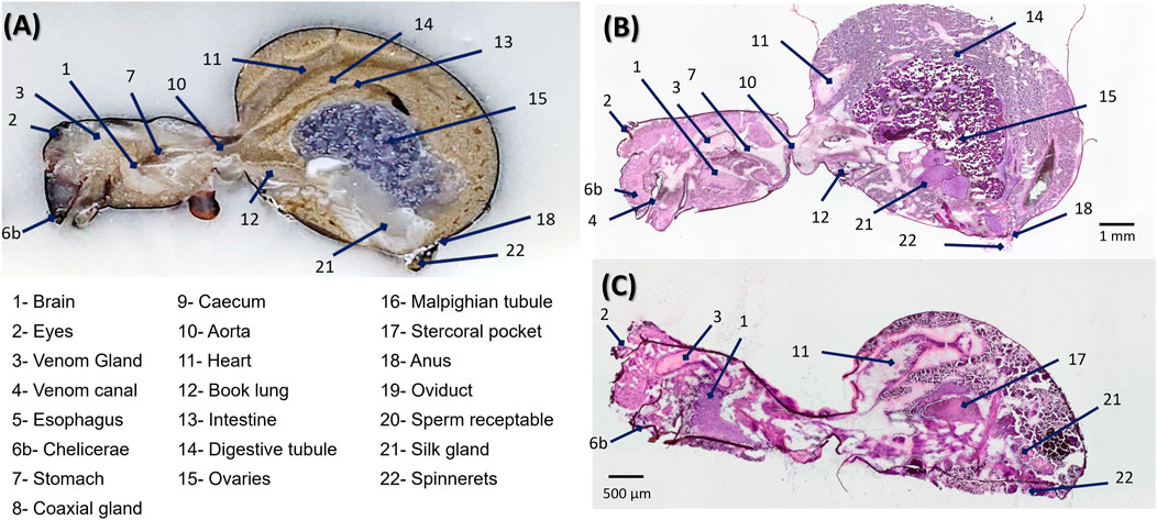 Illustration of spider anatomy with three panels labeled A, B, and C. Panel A shows anatomical features like brain, eyes, stomach, and spinnerets. Panels B and C present histological sections highlighting structures such as the heart, book lung, and intestines. Detailed numbering corresponds to a key below identifying parts like the venom gland, Malpighian tubule, and silk gland.