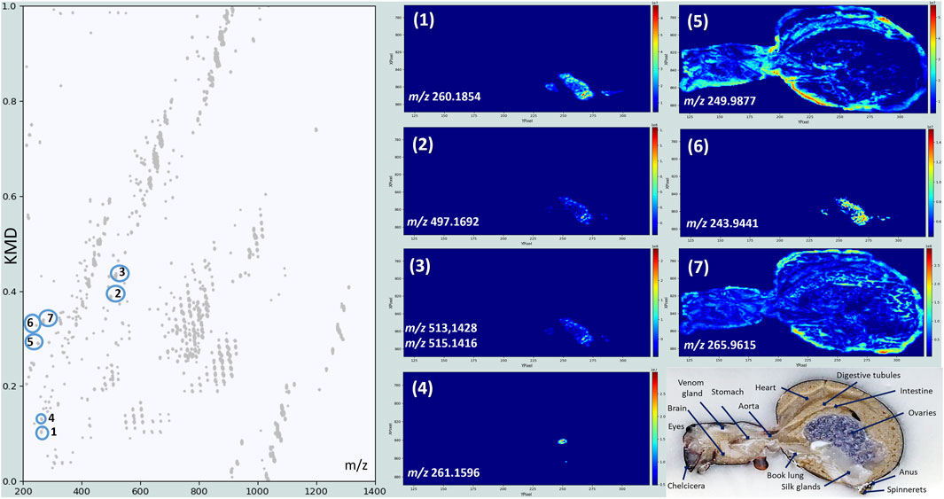 A seven-panel image displays data from a KMD vs. m/z chart and corresponding heat maps labeled 1 to 7. The left panel shows the chart plotting multiple gray dots with circled numbers. Each number corresponds to heat maps labeled m/z along the right, showing color variations for different ion mappings. At the bottom-right, a labeled anatomical diagram of a spider shows organs, including the venom gland, stomach, heart, and brain.