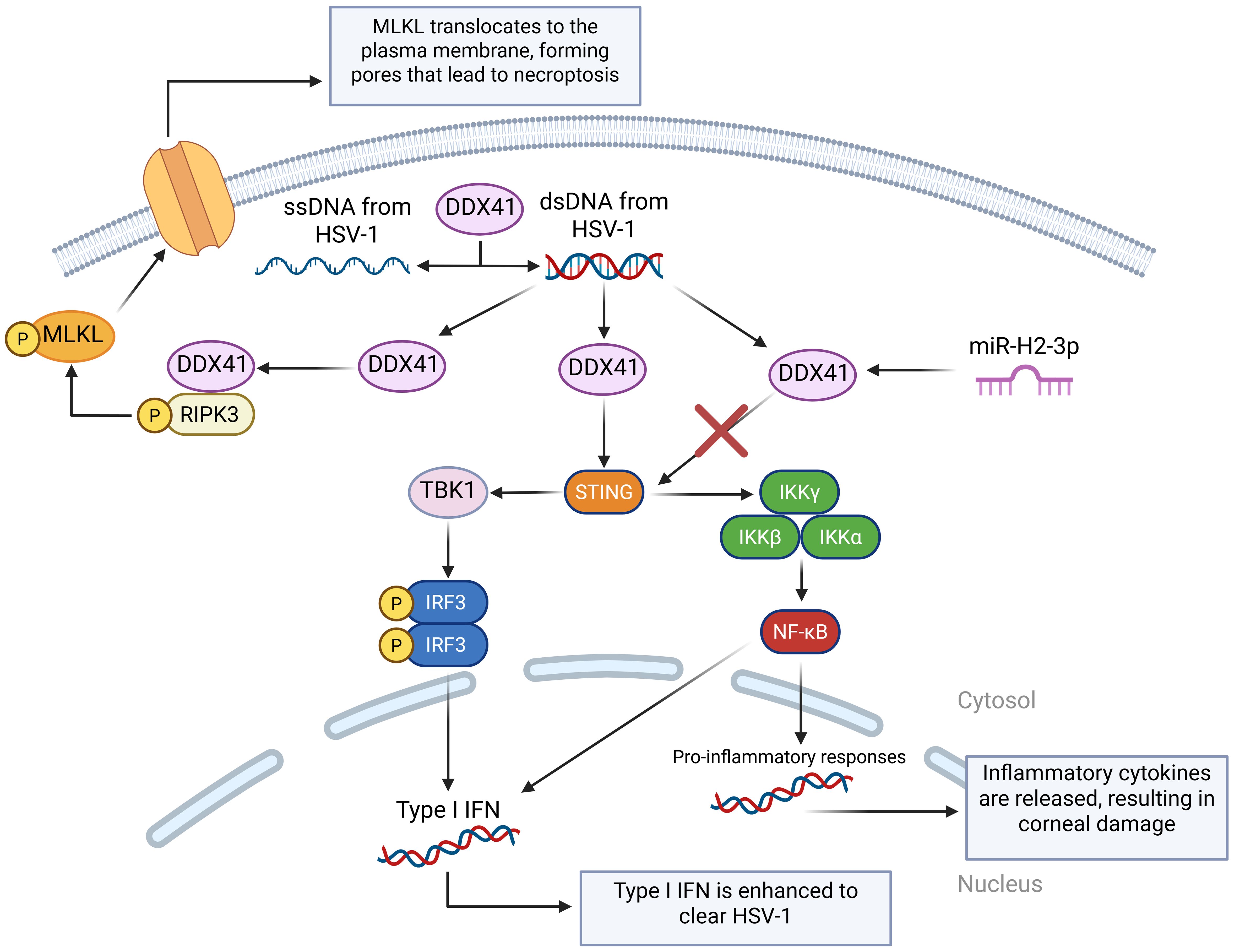 Diagram illustrating the cellular pathways involved in HSV-1 recognition and response. ssDNA and dsDNA from HSV-1 activate DDX41 proteins, leading to two main responses: one involving RIPK3 and MLKL causing necroptosis, and another involving STING, TBK1, and IRF3 producing Type I IFN. This enhances the clearing of HSV-1. miR-H2-3p influences DDX41, affecting inflammatory pathways through IKK complexes and NF-κB, leading to the release of inflammatory cytokines and potential corneal damage.