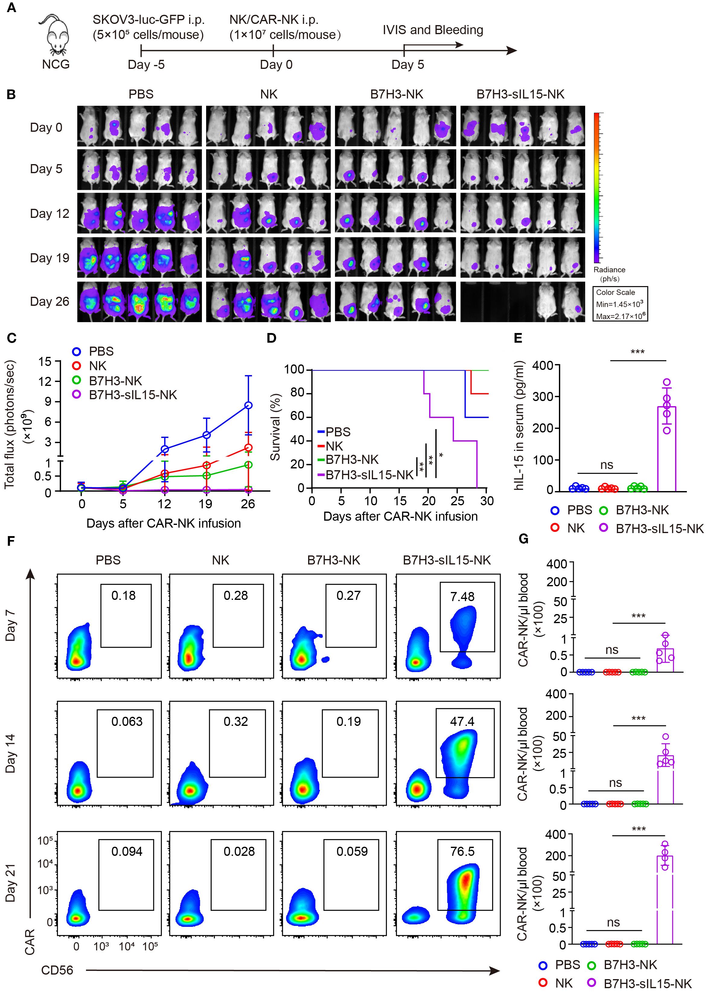 A scientific figure showing experimental results for NCG mice infused with different NK cell treatments. Panel A details the experimental timeline and cell infusion schedule. Panel B contains a series of radiance images over multiple days (0, 5, 12, 19, 26) comparing PBS, NK, B7H3-NK, and B7H3-sIL15-NK groups. Panel C presents a line graph of total flux over time. Panel D displays a survival curve showing enhanced survival in certain groups. Panel E is a bar chart showing IL-15 levels in serum. Panel F includes flow cytometry plots for CD56 and CAR expression at days 7, 14, and 21. Panel G shows bar charts of CAR-NK cells in blood. Statistical significance is indicated.