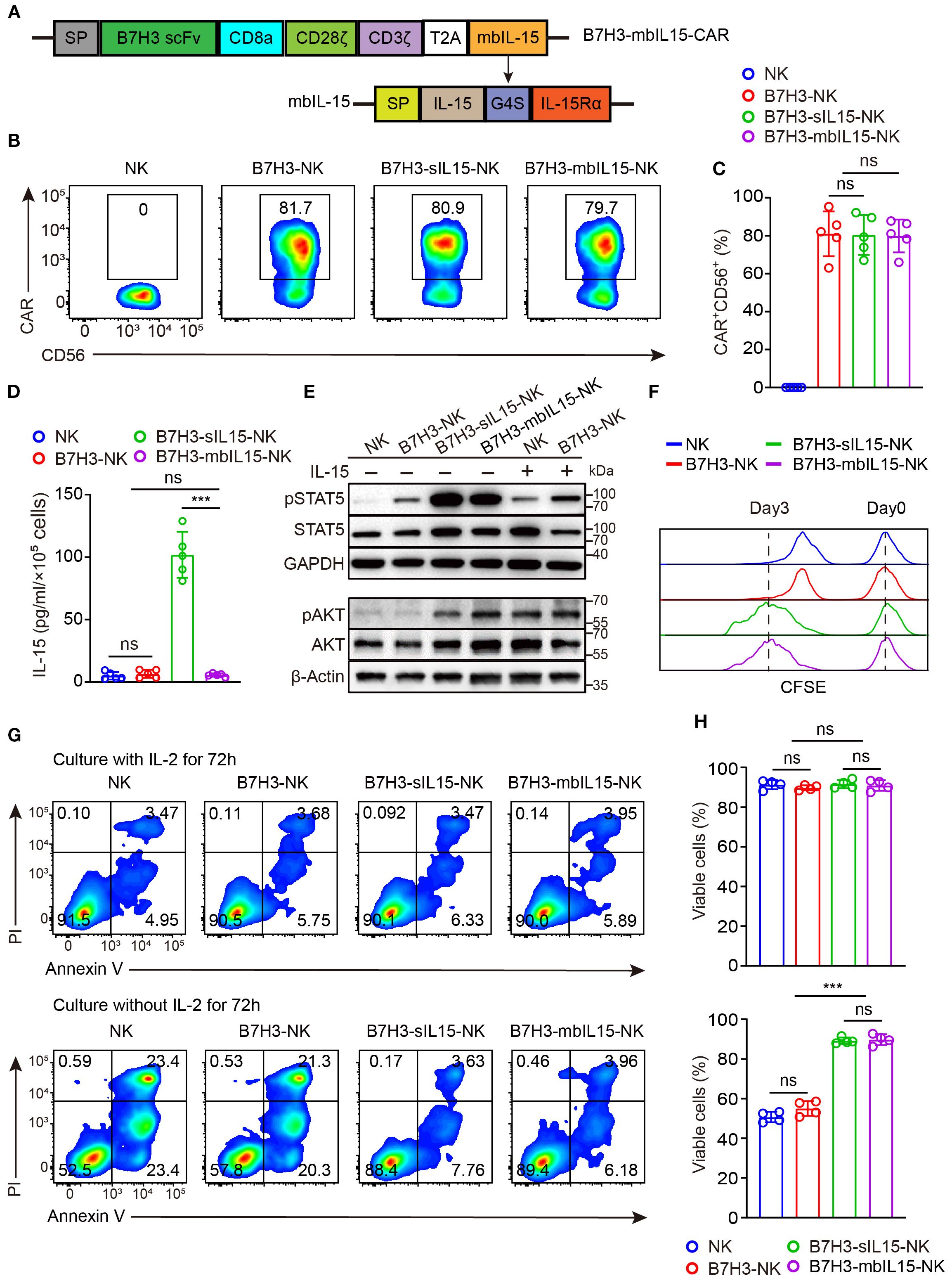 A detailed flowchart and set of graphs depict experiments involving NK cells with various CAR modifications. Diagram A illustrates genetic modifications in B7H3-mbIL15-CAR cells. B displays flow cytometry results of CAR expression, with percentages shown. C and D are bar graphs showing CAR-positive rates and IL-15 levels, respectively. E presents western blot results for protein expression. F shows cell proliferation over time using CFSE staining. G includes flow cytometry results for cell viability after culture with or without IL-2. H contains bar graphs of viable cell percentages. Statistical significance noted in graphs with asterisks and “ns” for non-significance.