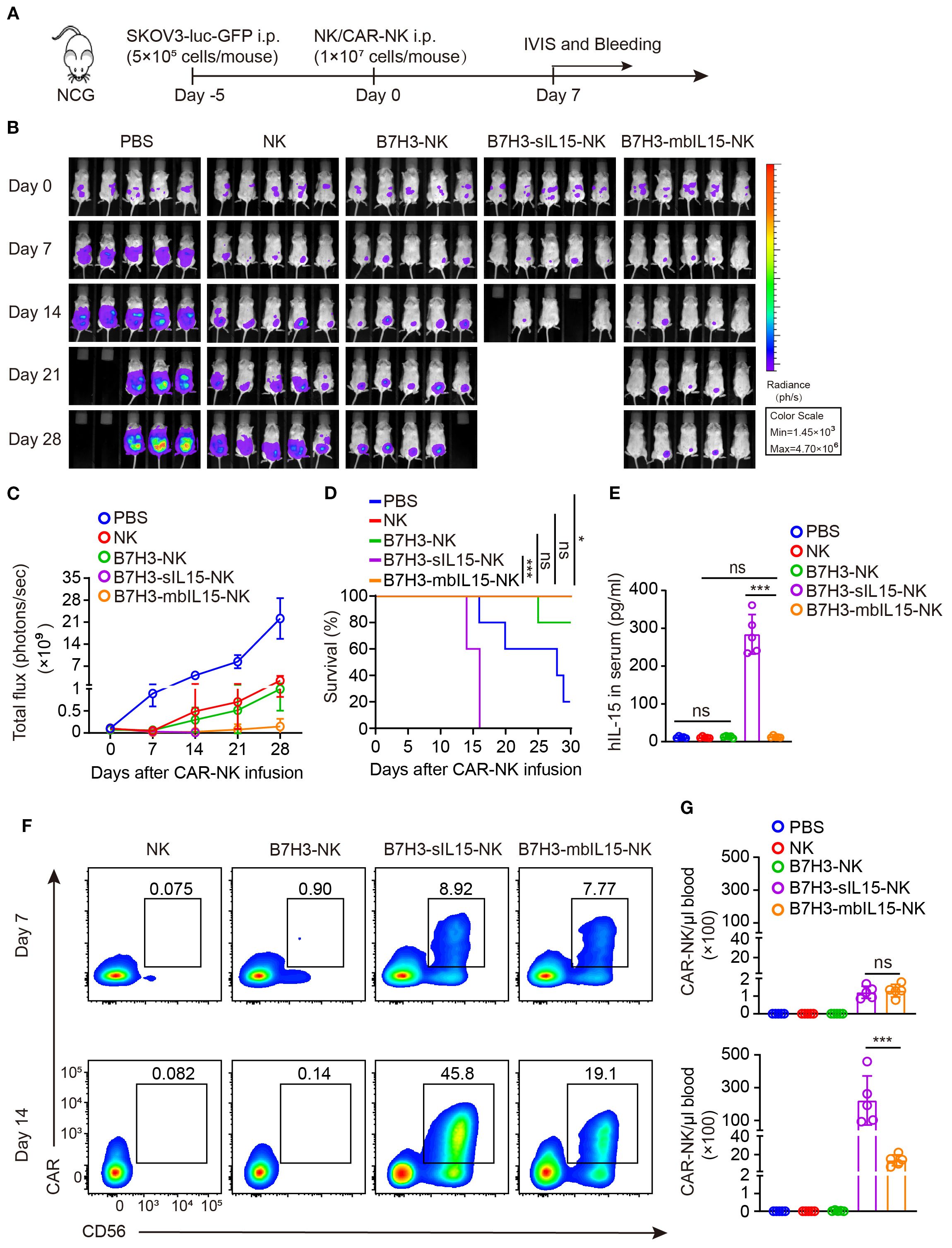 Scientific study depicting the effects of different NK cell treatments on tumor progression in mice. Panel A outlines the experimental timeline. Panel B shows IVIS imaging of mice at different time points with color scales indicating radiance. Panel C presents a line graph of total flux over time, showing differences between groups. Panel D is a survival curve. Panel E displays a bar graph of human IL-15 levels in serum. Panel F provides flow cytometry plots for Day 7 and Day 14. Panel G includes bar graphs comparing CAR-NK values in blood. Key and notation indicate statistical significance.