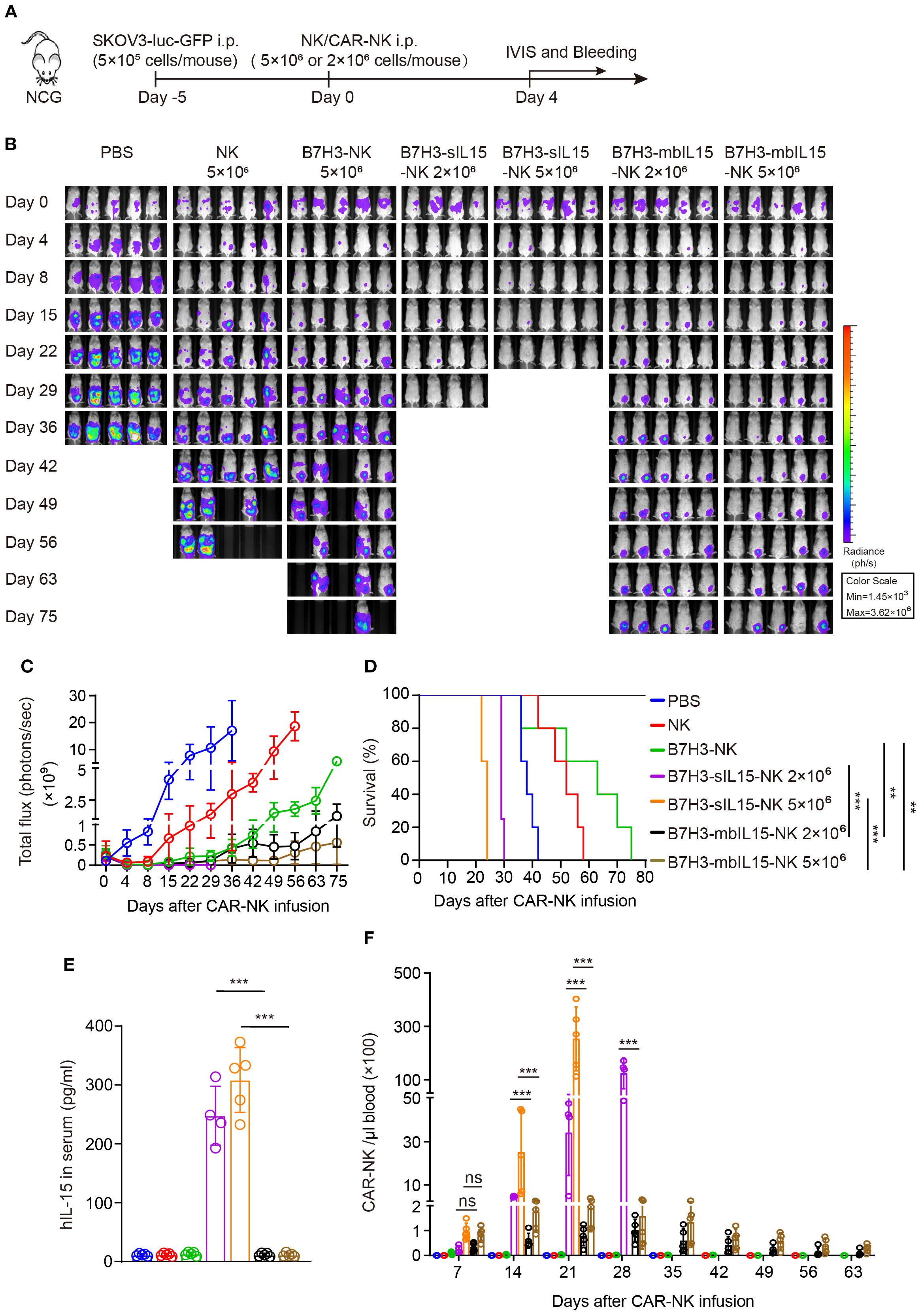 A composite scientific figure depicting various analyses of a study involving mice infused with NK/CAR-NK cells. Panel A shows a timeline and setup of the experiment. Panel B presents bioluminescent imaging over 75 days, tracking different test groups. Panel C is a line graph displaying total flux of photons per second over days post-infusion. Panel D is a survival curve comparing different treatments. Panel E shows a bar graph of human interleukin-15 levels in serum. Panel F displays a bar graph of CAR-NK cells per microliter in blood over time. Statistical significance is marked in Panels E and F.