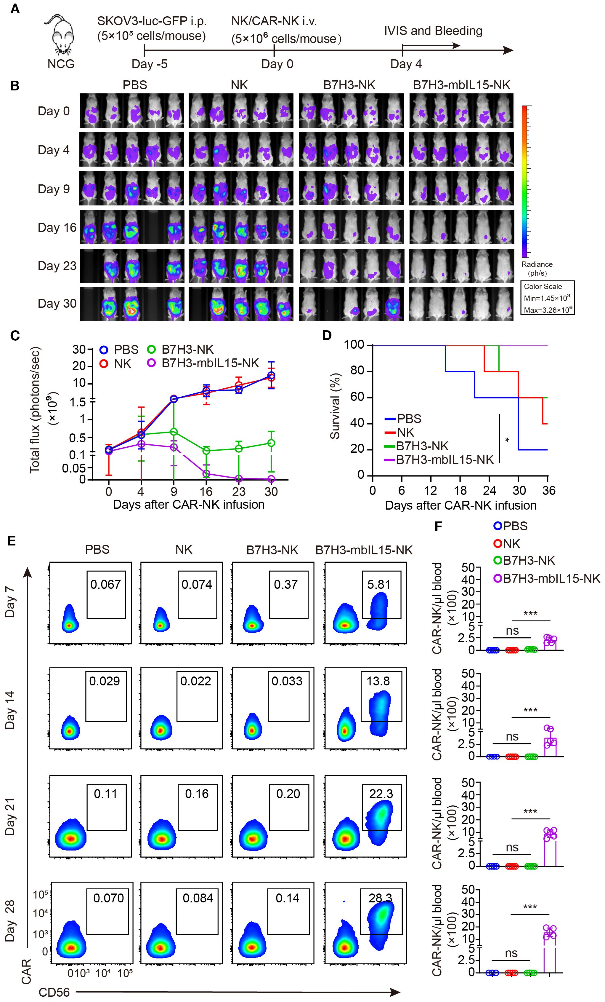 Research data visualizing the effects of different treatments on mice over a 30-day period. Panel A outlines the study design with NCG mice receiving various cell treatments. Panel B shows imaging results over time across treatment groups: PBS, NK, B7H3-NK, and B7H3-mbIL15-NK, highlighting changes in radiance. Chart C presents total photon flux over time, and chart D details survival rates for each treatment group. Panel E features flow cytometry data showing CAR-NK cell presence across various days post-infusion. Graph F compares CAR-NK cell concentration in blood for each group, indicating significance levels.