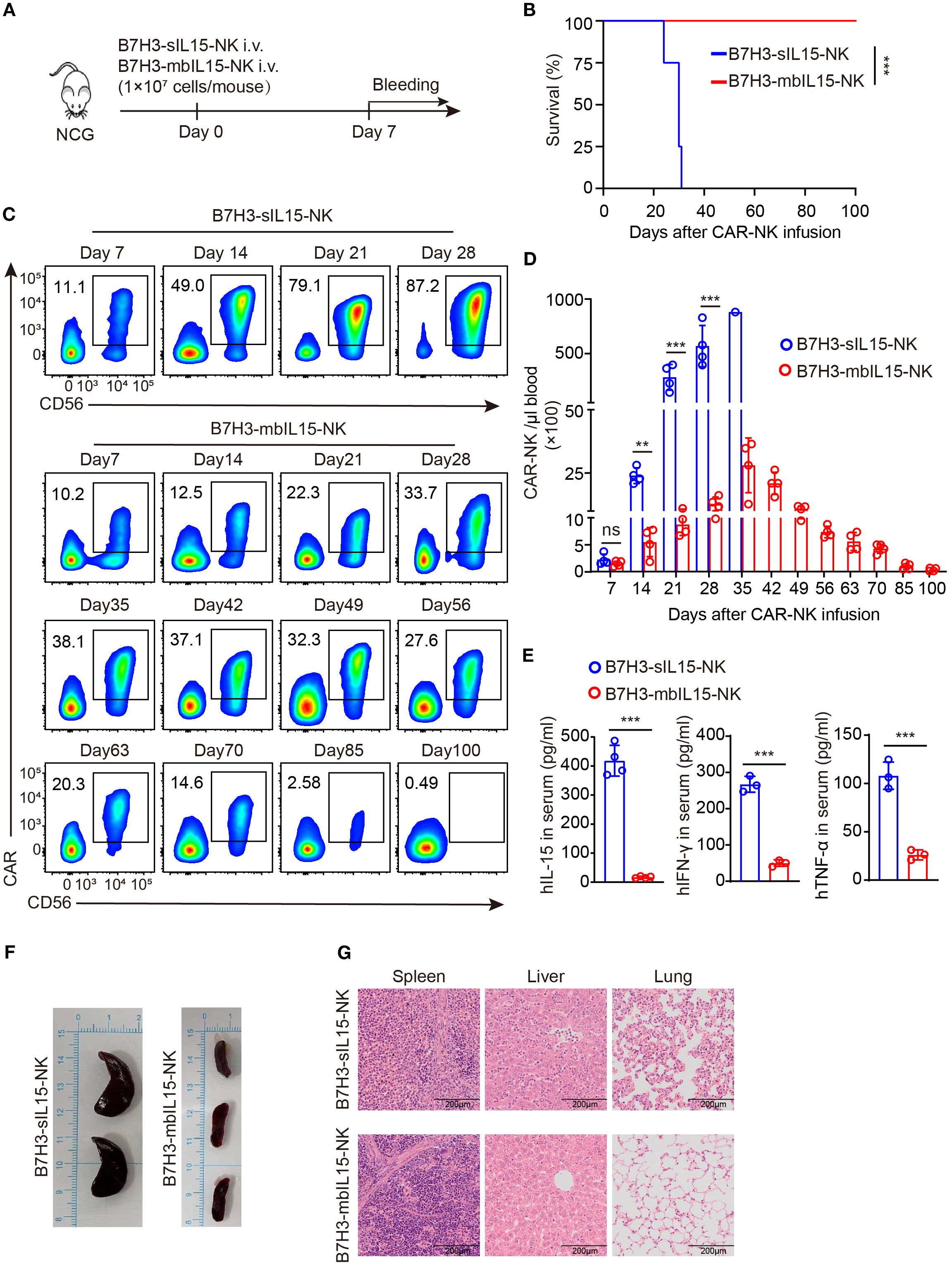 Diagram showing an experiment with B7H3-sIL15-NK and B7H3-mbIL15-NK cells. (A) Experimental timeline. (B) Survival graph shows B7H3-mbIL15-NK group has higher survival. (C) Flow cytometry plots for CD56 and CAR expression over time. (D) CAR-NK cell count per microliter; B7H3-sIL15-NK group shows higher counts. (E) Serum levels of hIL-15, hIFN-γ, and hTNF-α; B7H3-sIL15-NK group shows higher levels. (F) Image of spleens; B7H3-sIL15-NK group spleens are larger. (G) Histology of spleen, liver, and lung showing tissue samples from both groups.