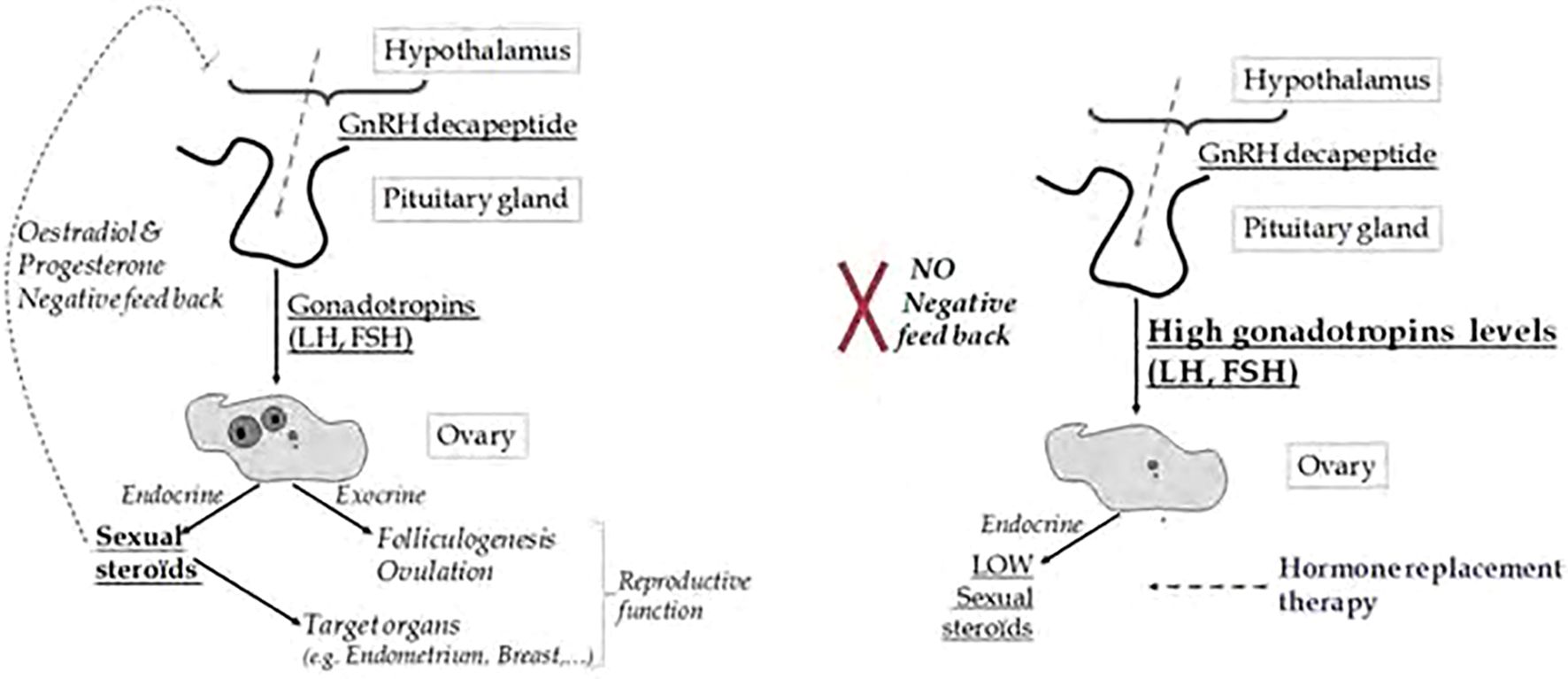 Diagram illustrating reproductive hormonal feedback mechanisms. The left side shows normal feedback: the hypothalamus releases GnRH decapeptide, stimulating the pituitary gland to produce gonadotropins (LH, FSH), which affects the ovaries producing sexual steroids, leading to folliculogenesis and ovulation. Negative feedback from oestradiol and progesterone occurs. The right side shows a lack of negative feedback: high gonadotropin levels are present due to low sexual steroids, suggesting the need for hormone replacement therapy.