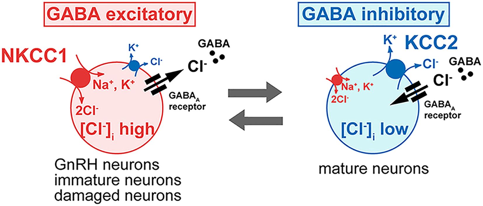 Diagram illustrating two types of neurons regarding GABA function. On the left, labeled “GABA excitatory,” immature, or damaged neurons with high intracellular chloride concentration due to NKCC1 pump. On the right, labeled “GABA inhibitory,” mature neurons with low intracellular chloride concentration due to KCC2 pump. Arrows depict chloride and potassium movement and their effect on GABA receptors.
