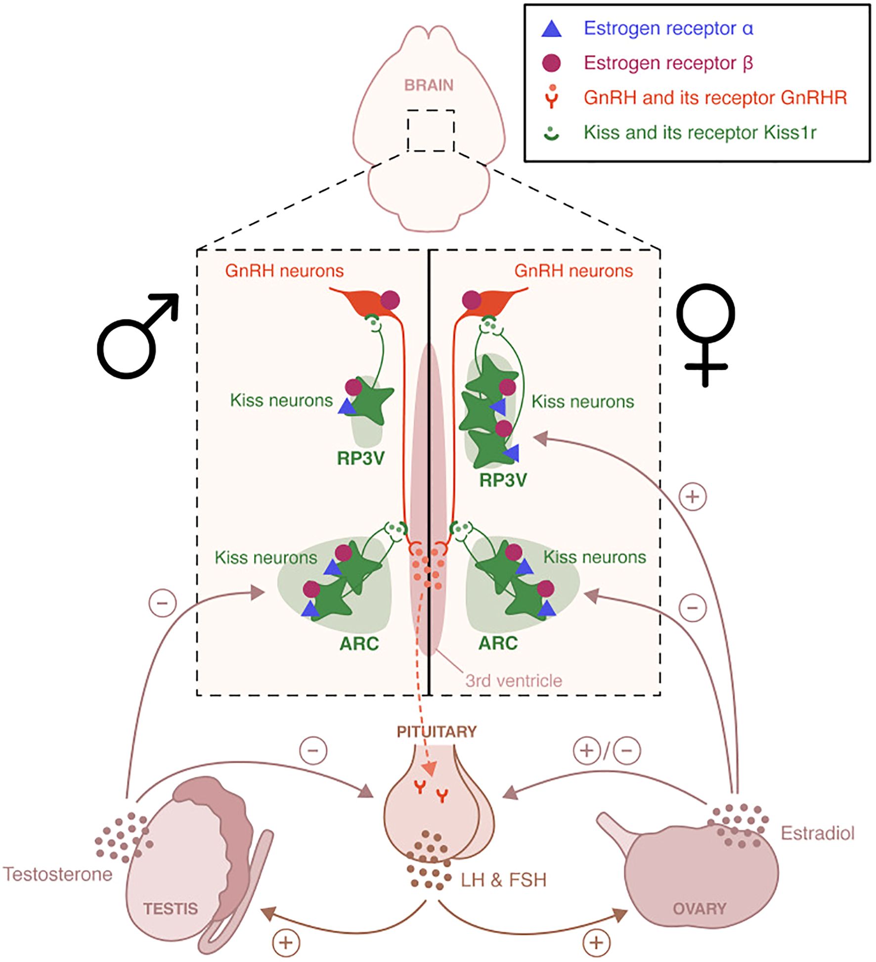 Diagram showing the hormonal regulation of the reproductive system. It features the brain with GnRH neurons and kisspeptin (Kiss) neurons connected to the pituitary gland. Hormonal interactions with testosterone from testes in males and estradiol from ovaries in females are depicted. Symbols indicate estrogen receptors α and β, GnRH and its receptor GnRHR, and Kiss and its receptor Kiss1r. The image illustrates feedback loops between the brain, pituitary, and gonads for both genders.