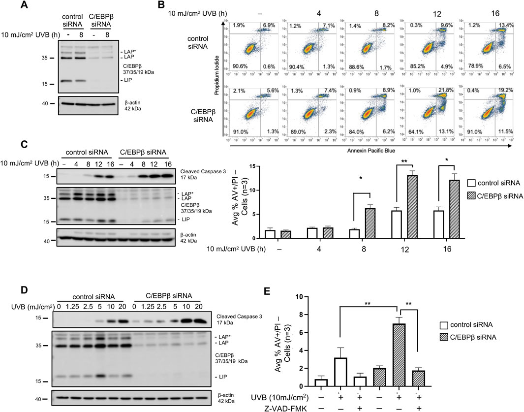 Western blot and flow cytometry analyses explore the effects of UVB radiation and C/EBPβ siRNA on protein expression and cell apoptosis. Panel A shows protein expression in control and C/EBPβ siRNA-treated samples, focusing on LAP, LIP, C/EBPβ, and β-actin. Panel B displays flow cytometry plots for Annexin Pacific Blue and propidium iodide, analyzing apoptotic cell populations over time. Panel C Western blot for cleaved Caspase 3 illustrating apoptotic cells over time. Panel D examines variable UVB doses and Western blot for cleaved Caspase 3. Panel E presents apoptosis data with and without Z-VAD-FMK treatment.