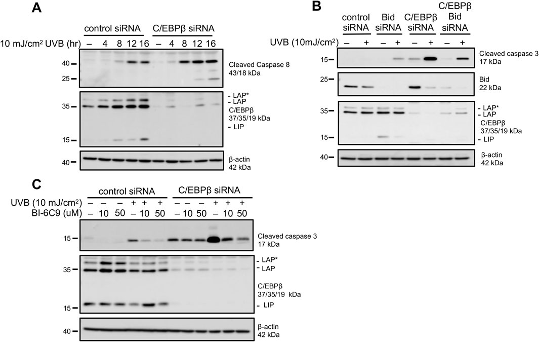 Western blot analysis panels labeled A, B, and C, showing protein expression under various conditions. Panel A compares control and C/EBPβ siRNA-treated samples at different time points after UVB exposure, displaying cleaved caspase 8 and C/ EBPβ protein bands. Panel B shows the effects of control, Bid, and C/EBPβ siRNA on cleaved caspase 3, Bid, and C/EBPβ proteins. Panel C examines the impact of UVB and BI-6C9 inhibitor on protein expression in control and C/EBPβ siRNA-treated samples. Beta-actin is used as a loading control in all panels.