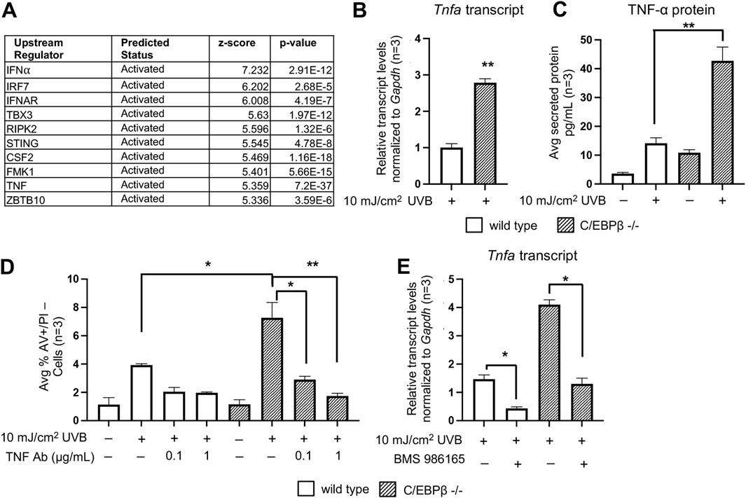 Panel A shows a table listing upstream regulators, all activated, with z-scores and p-values. Panels B, C, D, and E display bar graphs comparing TNFa transcript and TNF-α protein levels. Both wild type and C/EBPβ -/- conditions are shown under UVB exposure. Significant differences are indicated with asterisks, showing higher levels in C/EBPβ -/- samples.