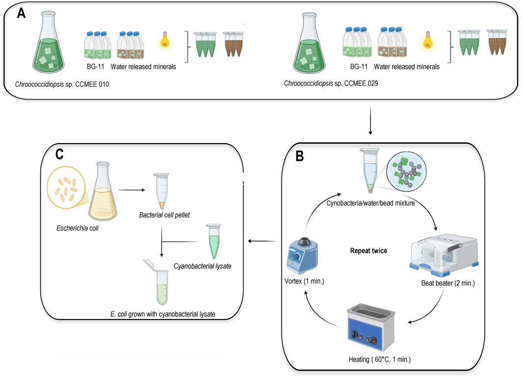 Diagram illustrating a bioprocess across three panels. Panel A describes the growth of Chroococcidiopsis sp. CCMEEs 010 and 029 in BG-11 medium and mineral-releasing water, followed by visible light exposure and centrifugation, resulting in green and brown pellets. Panel B shows a cycle involving a cyanobacteria, water, and bead mixture subjected to vortexing for one minute, beat beating for two minutes, and heating at sixty degrees Celsius for one minute, repeated twice. Panel C details the cultivation of Escherichia coli, formation of a bacterial cell pellet, and its treatment with cyanobacterial lysate.