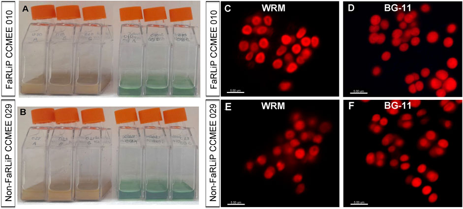 Cultures in transparent containers with orange lids are labeled FaRLiP CCMEE 010 and Non-FaRLiP CCMEE 029, with brown and green solutions inside. Adjacent fluorescence microscopy images show glowing red cells grouped under conditions labeled WRM and BG-11 for both cultures. Each image has a scale bar indicating 5.00 micrometers.