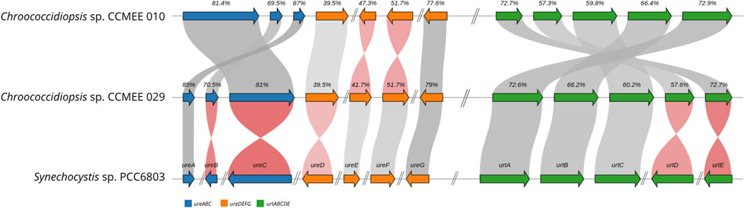 Diagram comparing gene clusters among *Chroococcidiopsis* sp. CCMEE 010, CCMEE 029, and *Synechocystis* sp. PCC6803. Arrows represent gene orientation and are color-coded: blue for ureABC, orange for ureDEFG, and green for urtABCDE. Percentages indicate sequence similarity. Grey and red bands connect homologous genes.