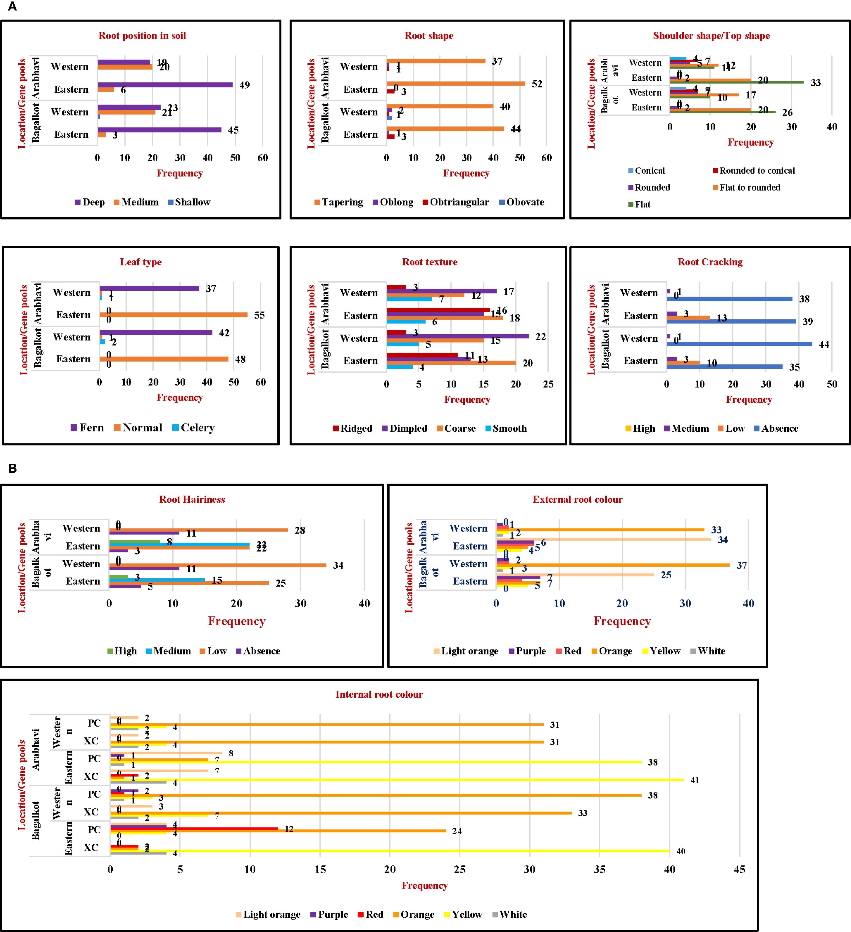 A set of bar charts titled A and B, showing root traits. Section A includes six charts: root position in soil, root shape, shoulder and top shape, leaf type, root texture, and root cracking, comparing Western and Eastern locations. Section B includes three charts: root hairiness, external root color, and internal root color, displaying location-specific data for Anbessa, Begi, and Waldiya. Various root characteristics are measured by frequency, using different colors for each category.