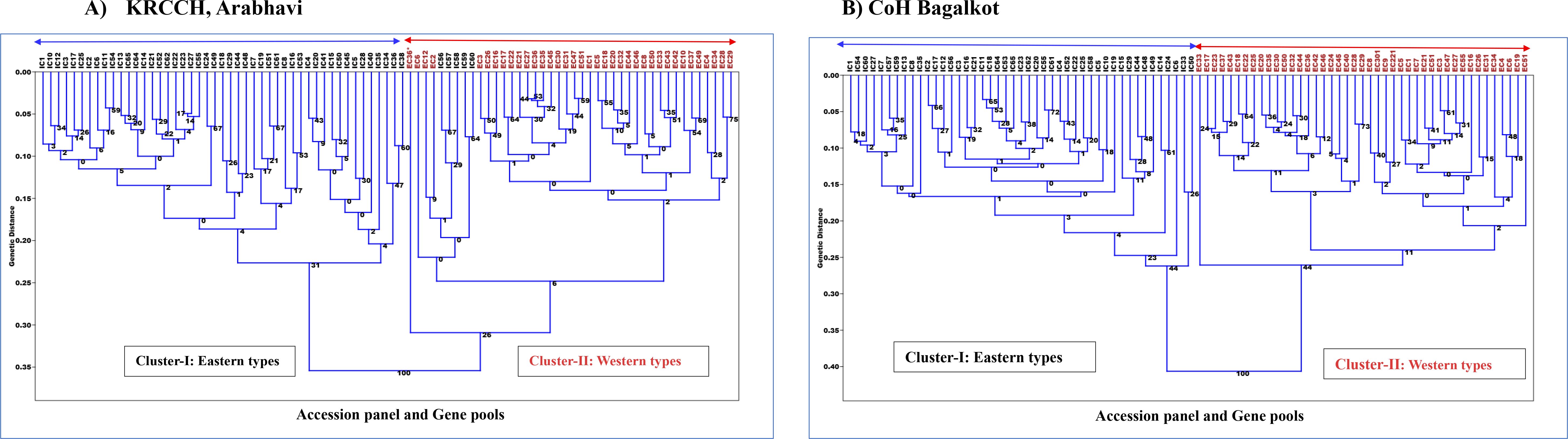 Two dendrograms labeled A and B show hierarchical clustering of genetic data. Both diagrams depict genetic distance on the y-axis and items labeled IC1 to EC61. Each diagram is divided into two clusters: “Cluster 1-Eastern” and “Cluster 2-Western,” with red and blue arrows indicating directions.