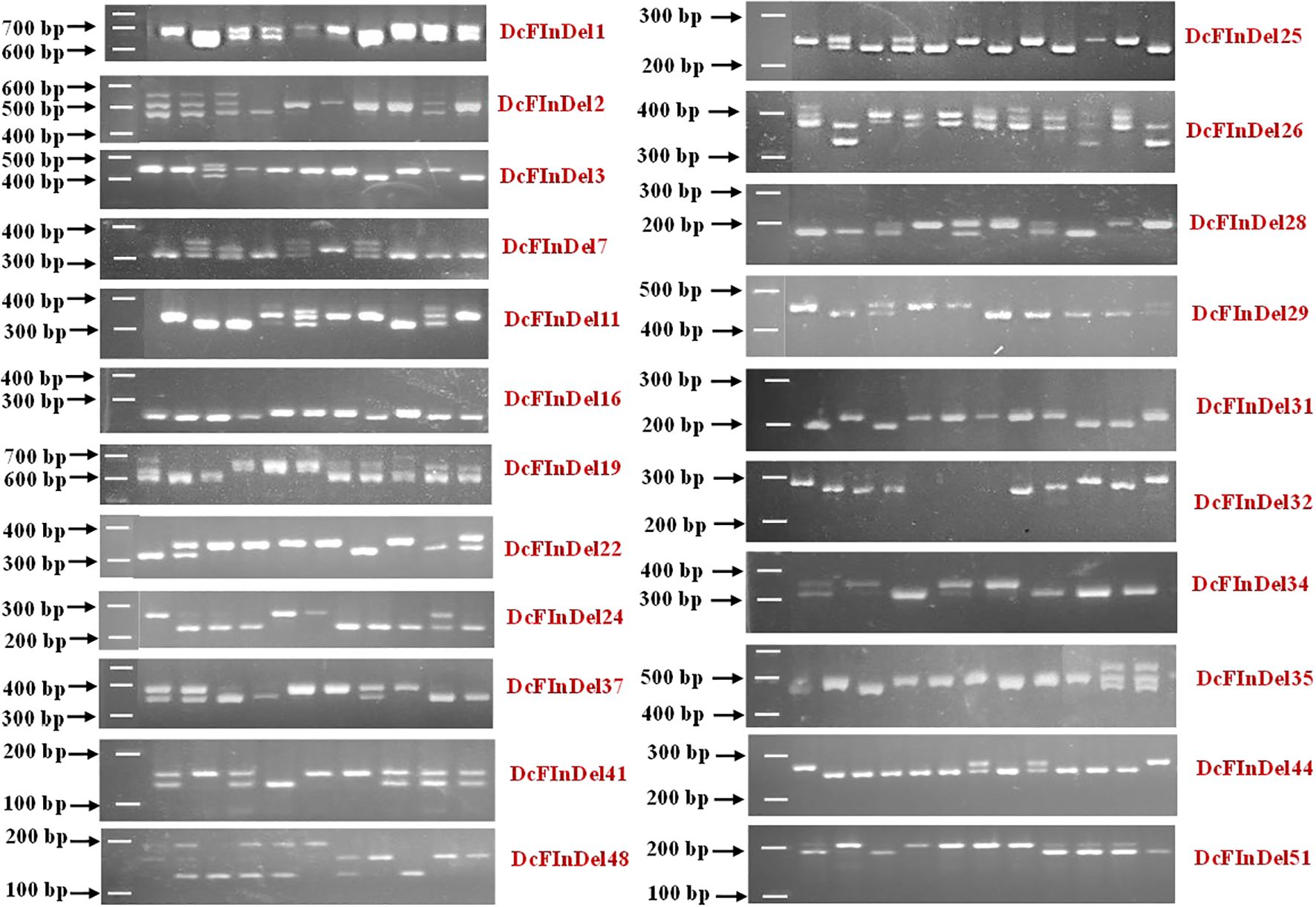 Gel electrophoresis image showing multiple lanes with DNA bands of varying sizes labeled with different primer codes such as DcFInDel1, DcFInDel2, and so on. Size markers on the left range from 100 to 700 base pairs. Each lane displays distinct band patterns indicating DNA fragment sizes for specific primers.