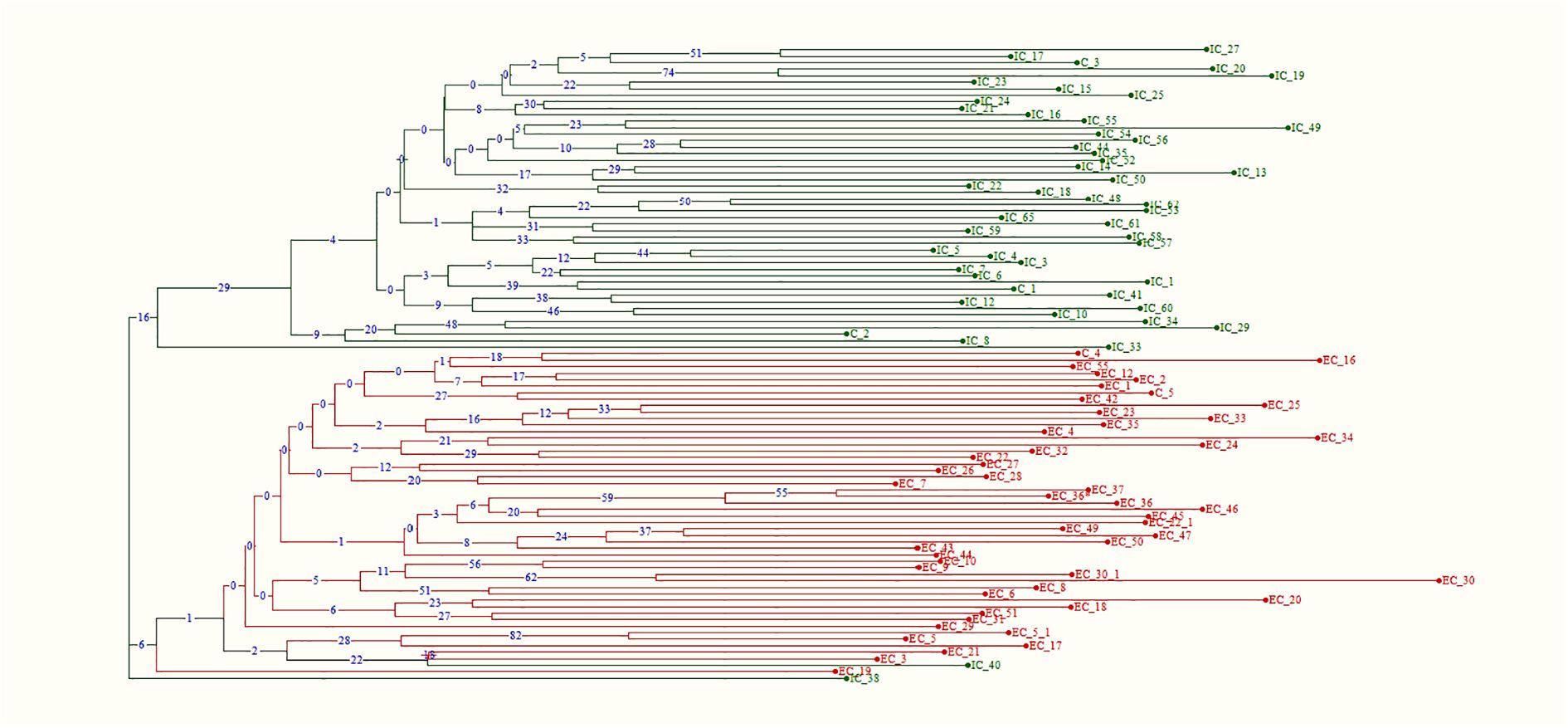 Phylogenetic tree depicting evolutionary relationships. The top half shows green branching lines labeled with “IC” identifiers, while the bottom half displays red branching lines with “EC” identifiers. Numbers along the branches indicate bootstrap values.