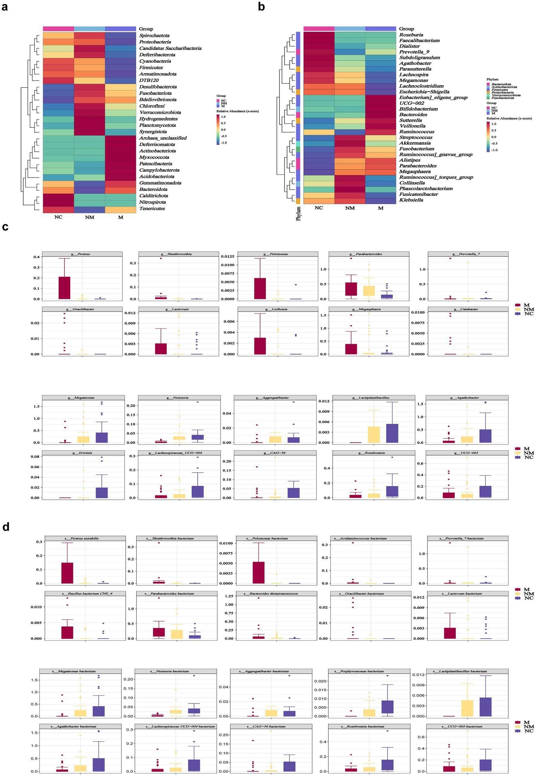 Two heatmaps and multiple box plots in a scientific layout comparing microbial groups. Panels (a) and (b) show clustered heatmaps of microbial abundance in groups NC, NM, and M, with color gradients indicating abundance levels. Panels (c) and (d) display box plots comparing the abundance of different bacterial taxa between the groups NC, NM, and M. The legend clarifies categories and abundance levels.