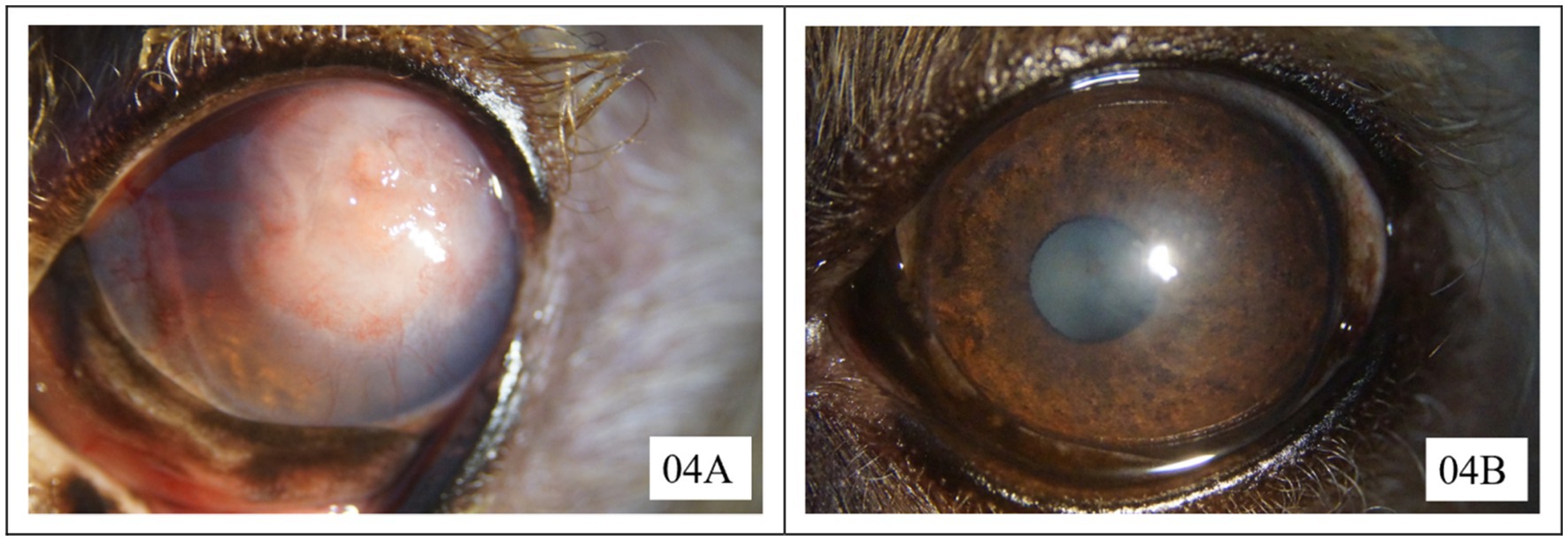 Close-up images of two eyes labeled 04A and 04B. The eye in 04A has a cloudy, pink-tinged surface indicating possible cataracts or corneal damage. The eye in 04B appears clearer with a visible iris and pupil.