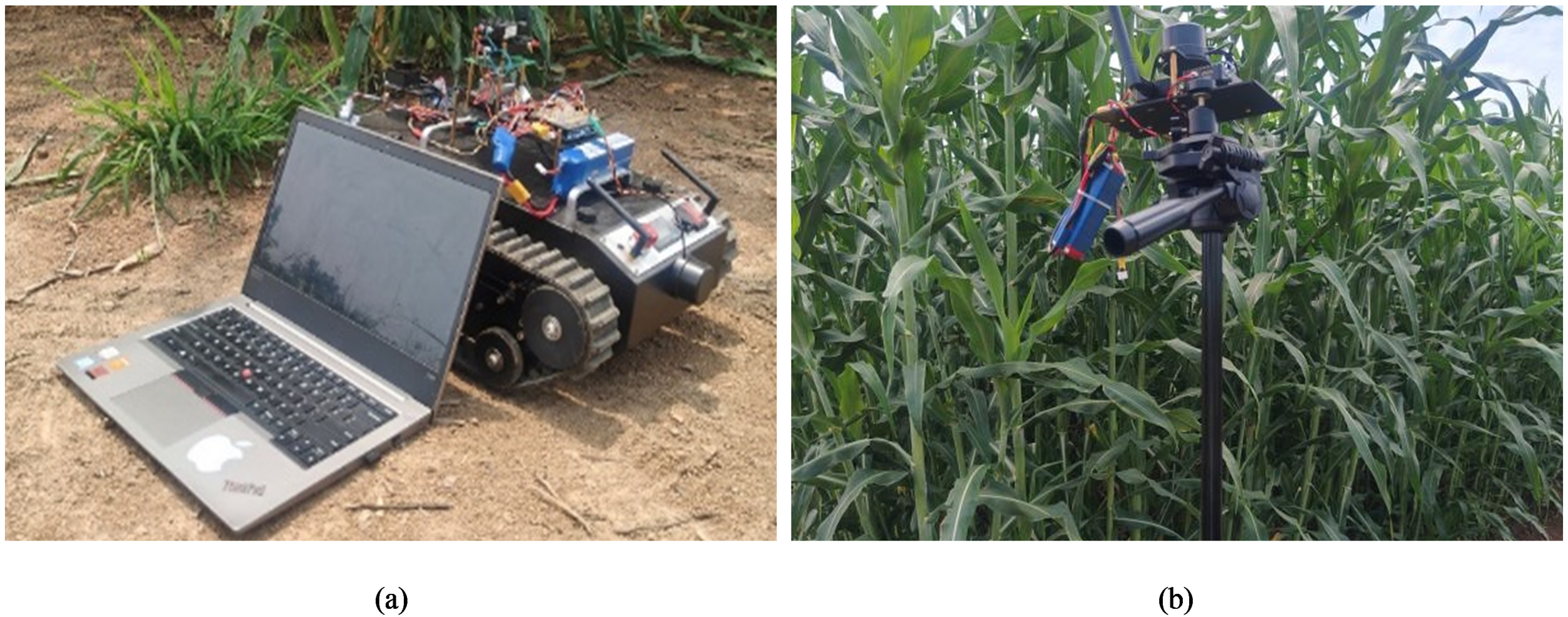 (a) A laptop connected to a robot equipped with tracks and various electronic components, positioned on sandy ground with grass in the background. (b) A sensor mounted on a tripod amidst tall corn plants in a field.