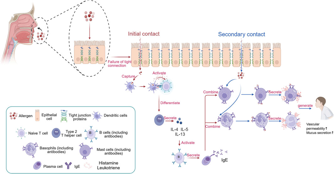 Illustration of allergic reaction mechanism in the respiratory system. Shows allergens penetrating through epithelial cells due to failure of tight junctions. Dendritic cells capture allergens, activating T helper cells, which secrete cytokines. This process activates B cells to secrete IgE, leading to the activation of mast cells and basophils, which release histamines and leukotrienes. Affects vascular permeability and mucus secretion. Includes a legend identifying cells and substances involved: allergen, epithelial cell, tight junction proteins, dendritic cells, T cells, Th2 cells, B cells, basophils, mast cells, plasma cell, IgE, histamine, and leukotriene.