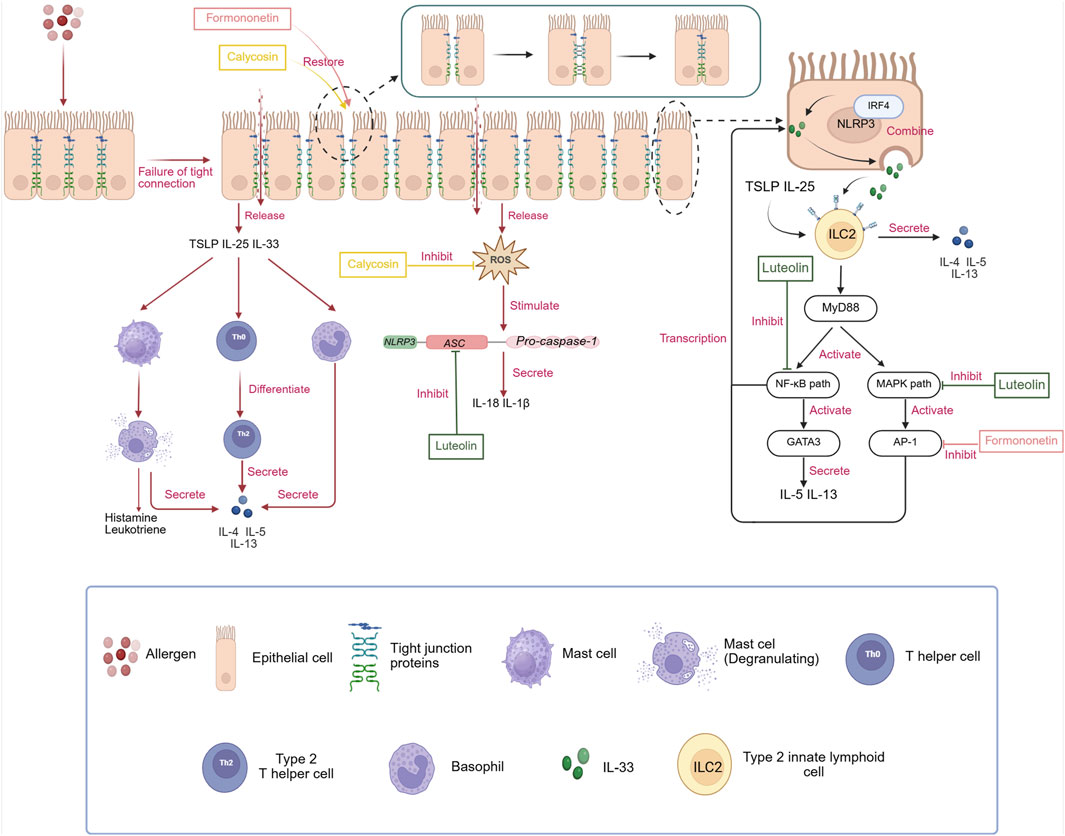 Diagram illustrating how allergens affect epithelial cells, leading to immune responses. The failure of tight junctions releases TSLP, IL-25, and IL-33, prompting Th2 differentiation and secretion of cytokines. ILC2 cells are activated, enhancing IL-5 and IL-13 release. Interventions like formononetin and calycosin are shown to influence these pathways. Key elements include allergens, epithelial cells, and immune cells like mast and basophils.