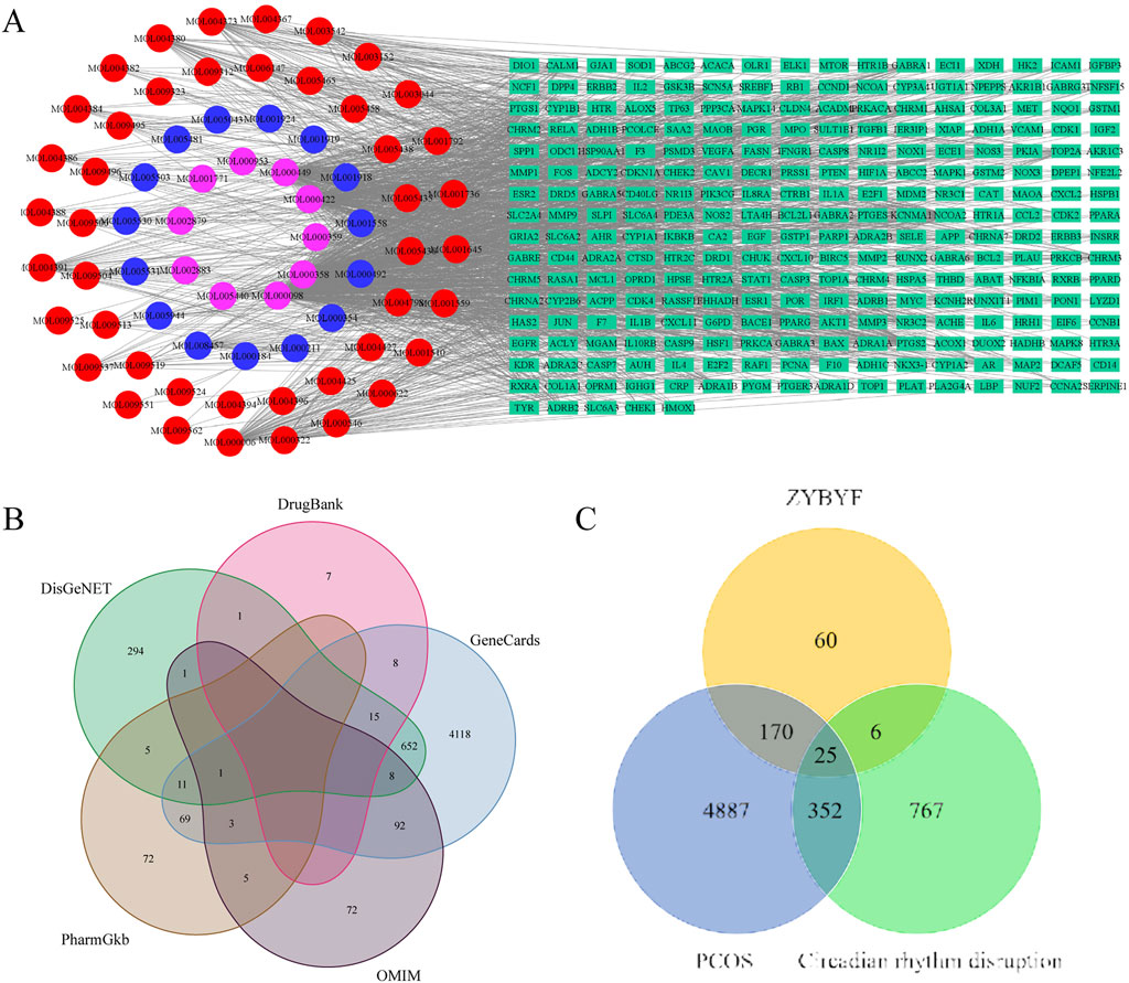 A: A network diagram showing interactions between various nodes, labeled in red, blue, pink, and green. B: A Venn diagram with five overlapping circles representing intersections of DisGeNET, DrugBank, GeneCards, PharmGKB, and OMIM databases. C: A Venn diagram comparing ZYBYF, PCOS, and Circadian rhythm disruption, illustrating overlapping regions with numerical values.