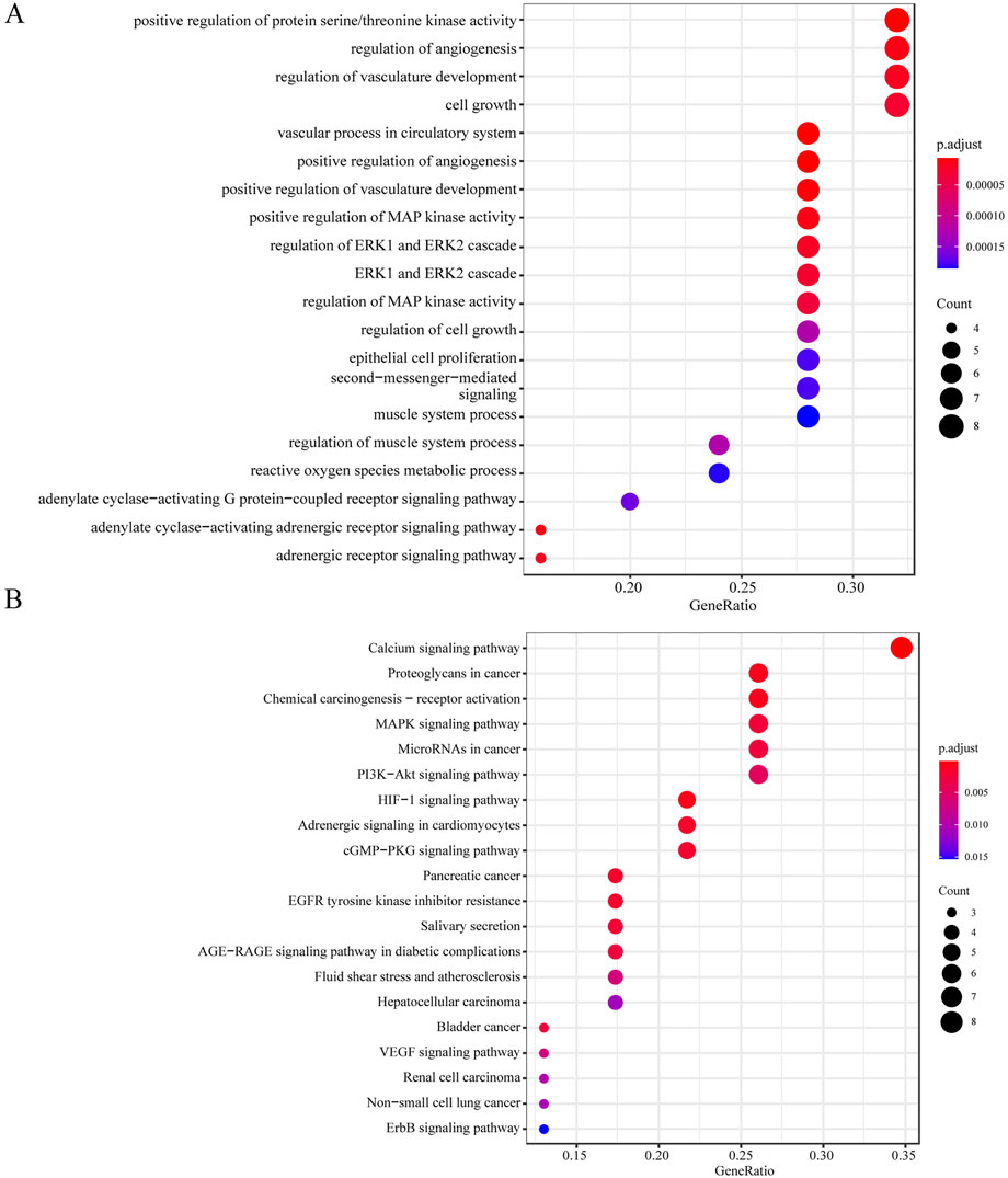 Two bubble plots labeled A and B depict pathway enrichment analysis results. In plot A, pathways related to cell growth and regulation, such as
