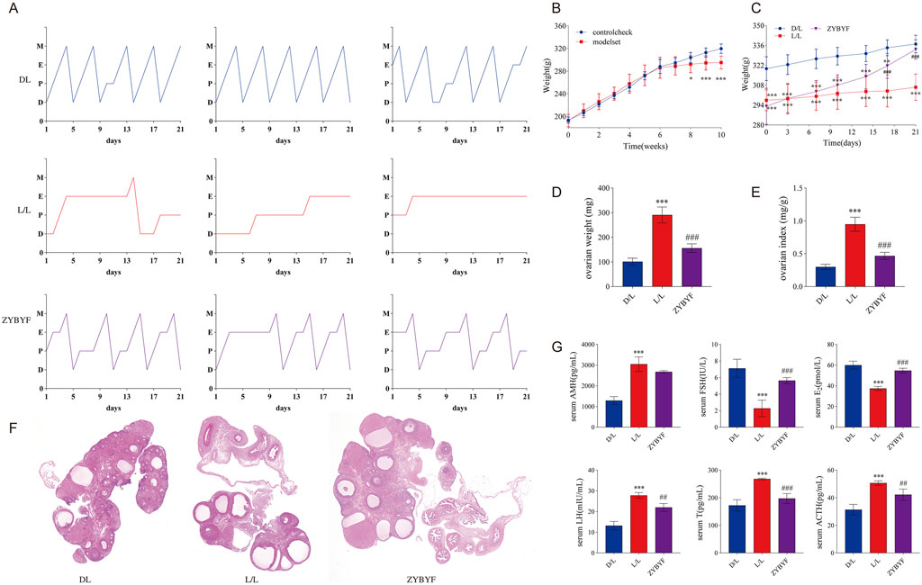 Charts and graphs depict the effects of different treatments (DL, L/L, ZYBYF) over 21 days, analyzing menstrual cycle phases (M, E, P, D), weight over time, ovarian weight and index, and serum levels of various hormones. Panel F shows histological images of ovarian tissues under different treatments.