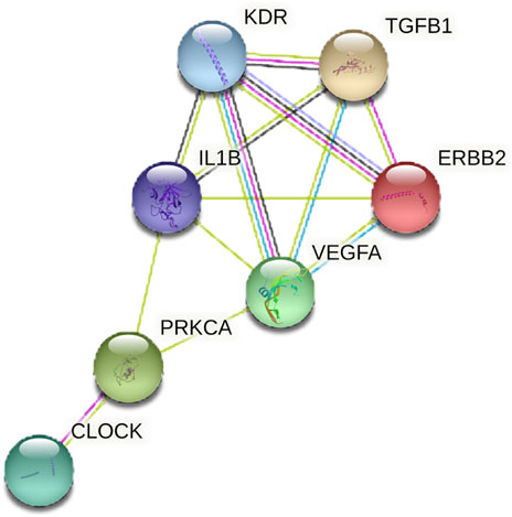 Network diagram illustrating interactions among various proteins. Nodes represent proteins: KDR, TGFB1, ERBB2, VEGFA, IL1B, PRKCA, and CLOCK, connected by colored lines indicating interactions. Each node is a sphere with protein names and internal illustrations.