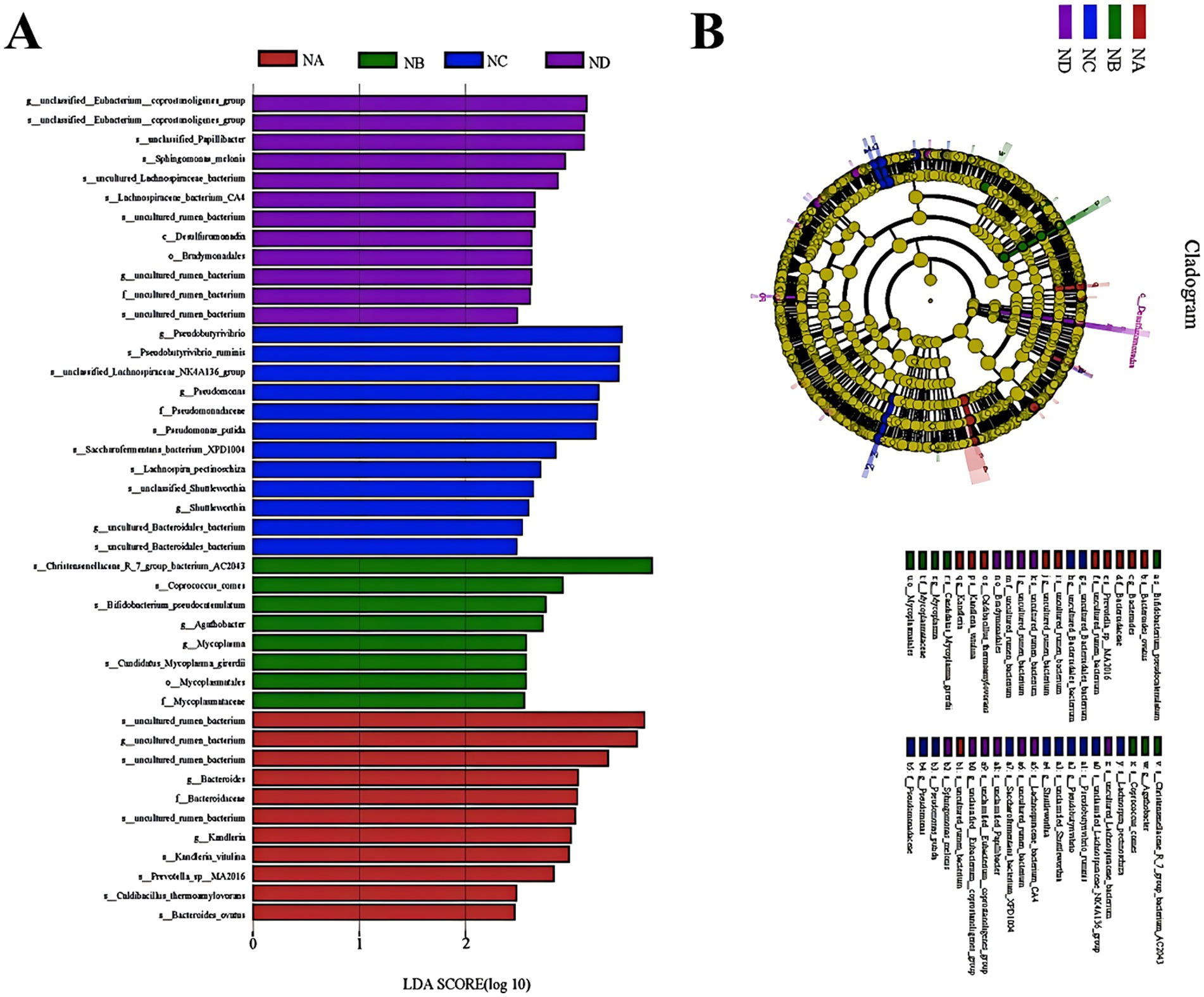 Panel A shows a bar chart with LDA scores for different bacterial groups across four conditions: NA, NB, NC, and ND, indicated by different colors. Panel B features a cladogram displaying the phylogenetic relationships among the bacterial taxa with color-coded highlights corresponding to the conditions. The chart and cladogram are labeled with taxa names.