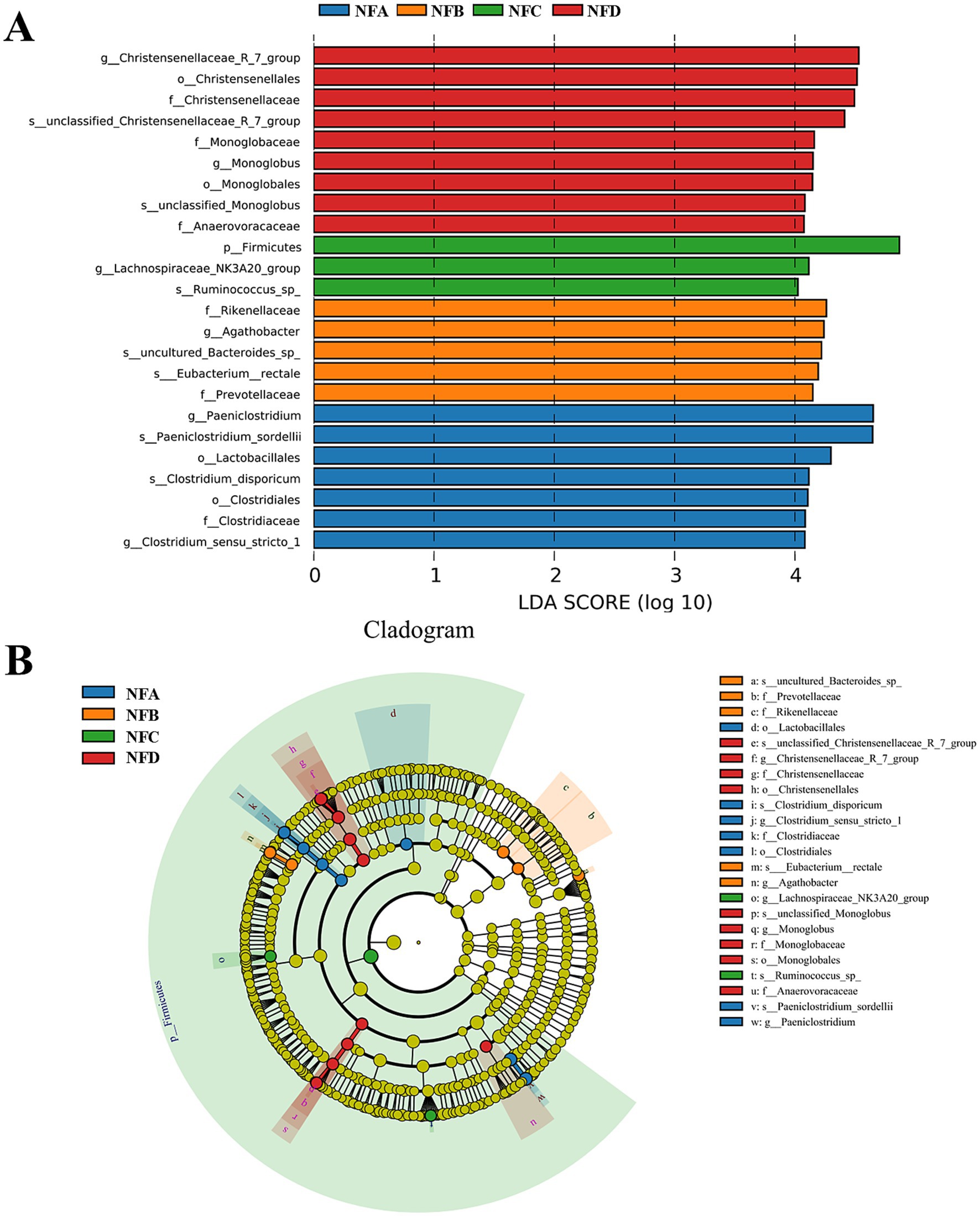 Bar graph and cladogram showing taxonomic differences between groups NFA, NFB, NFC, and NFD, with distinct colors representing each group. The bar graph (A) displays various taxa with corresponding LDA scores, highlighting differences in microbial abundance. The cladogram (B) illustrates phylogenetic relationships among these taxa, with colored dots indicating group associations.